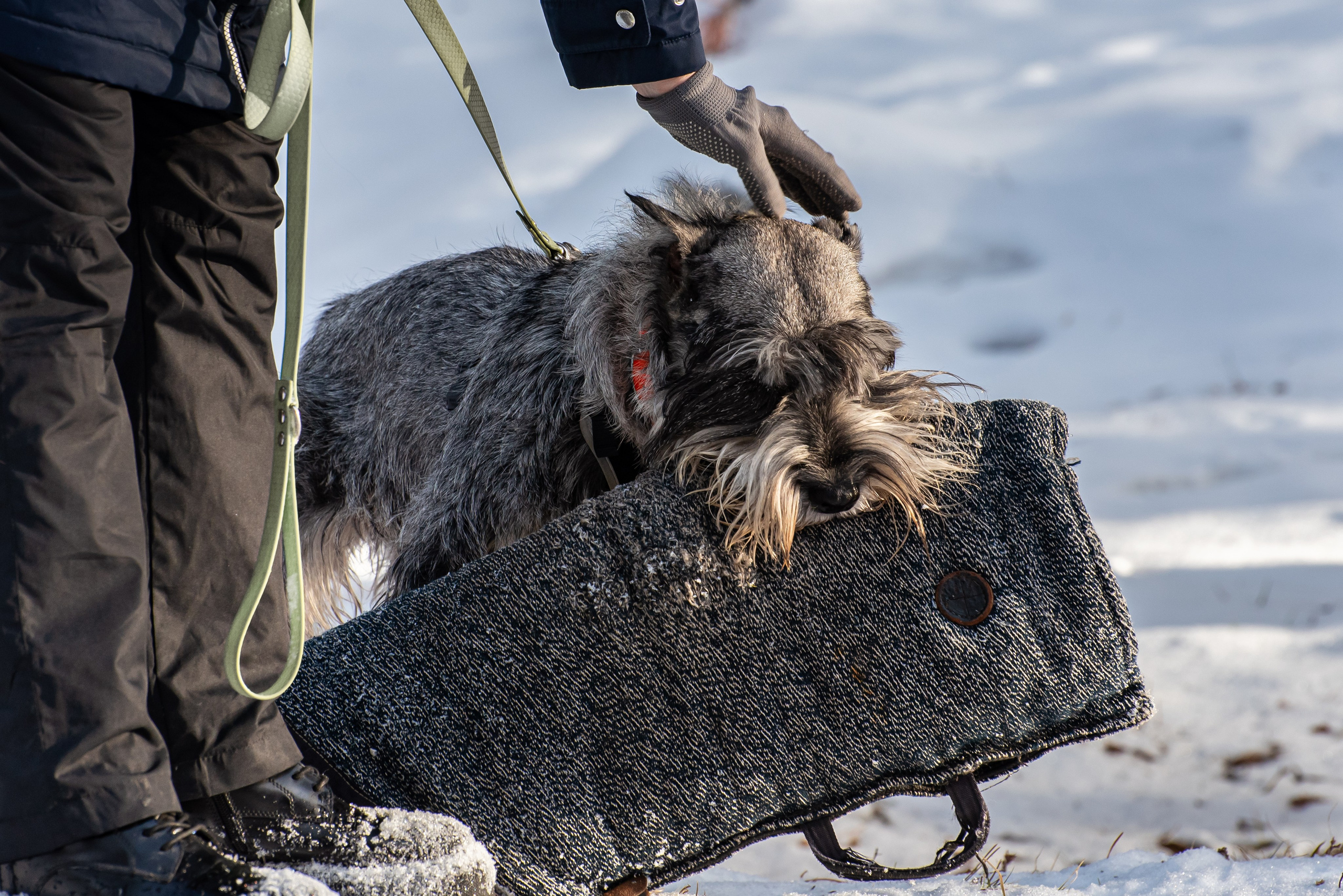 Фотосъёмка с собаками в Кинологическом лагере. Фотограф Макс Огурцов в Нижнем Новгороде