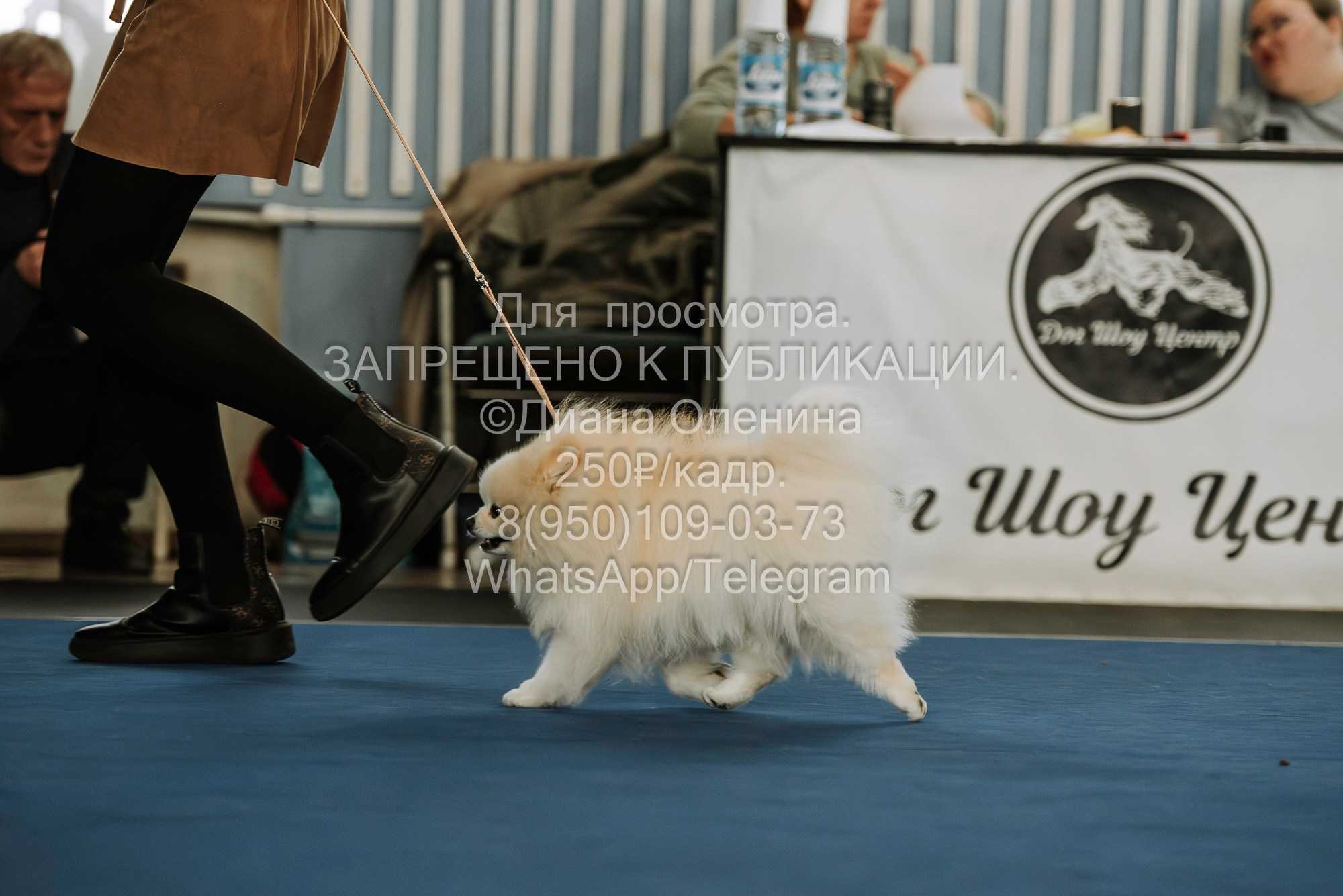 Выставка собак Красноярск 29.10.2023. Фотограф Диана Оленина Красноярск / Братск