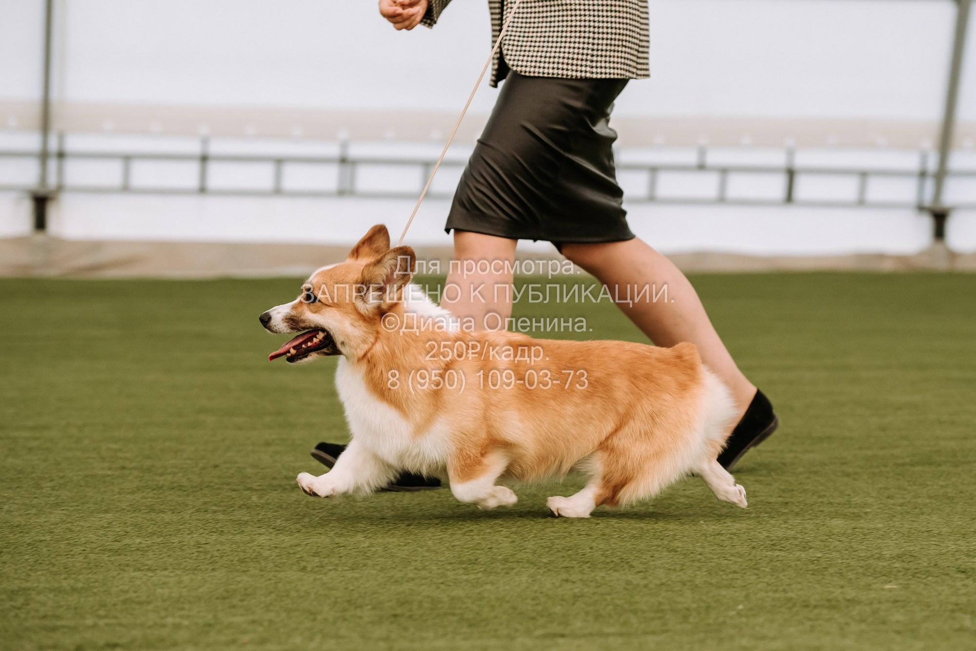 Выставка собак Красноярск 2.06. Фотограф Диана Оленина Красноярск / Братск