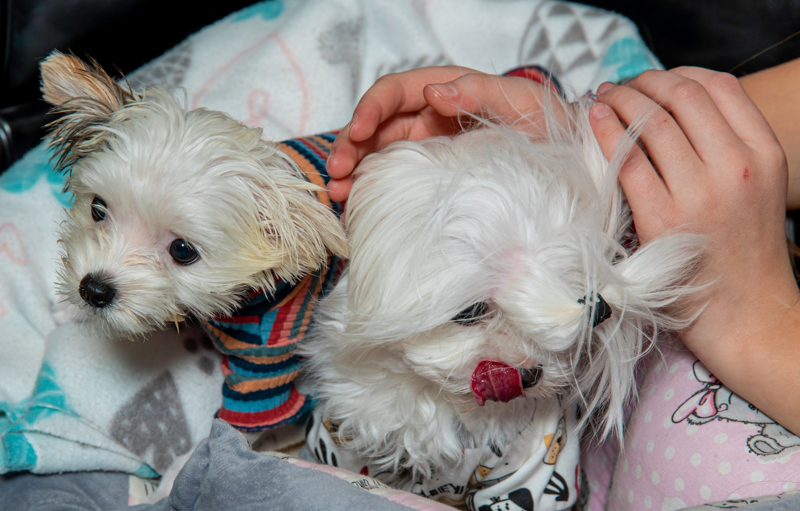 День Рождения 12 лет в кулинарной студии. Фотограф на праздник, корпоратив, День Рождения и Юбилей в г. Санкт-Петербурге Алексей Анкушев