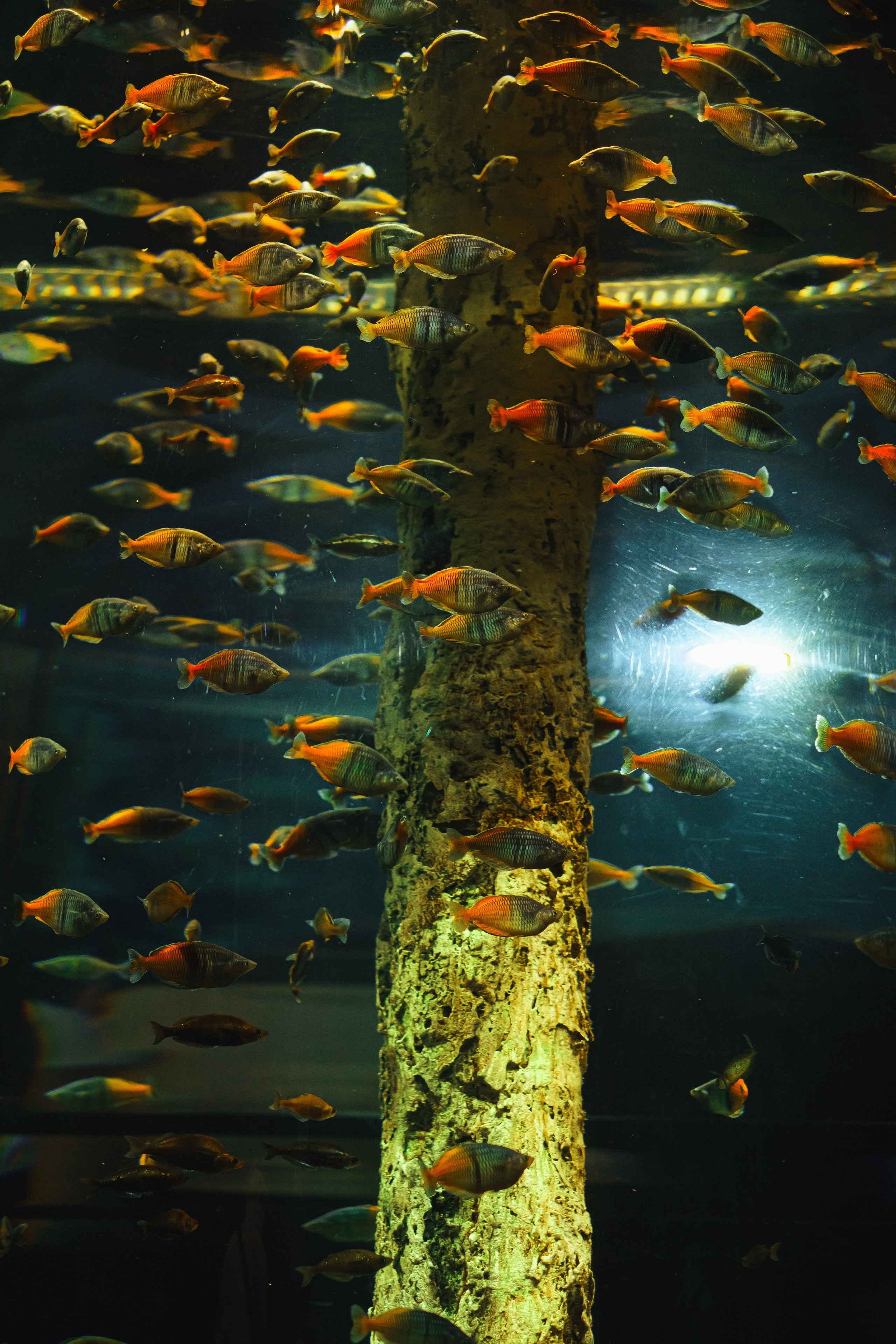 Океанариум. Фотограф Благовещенска Яна