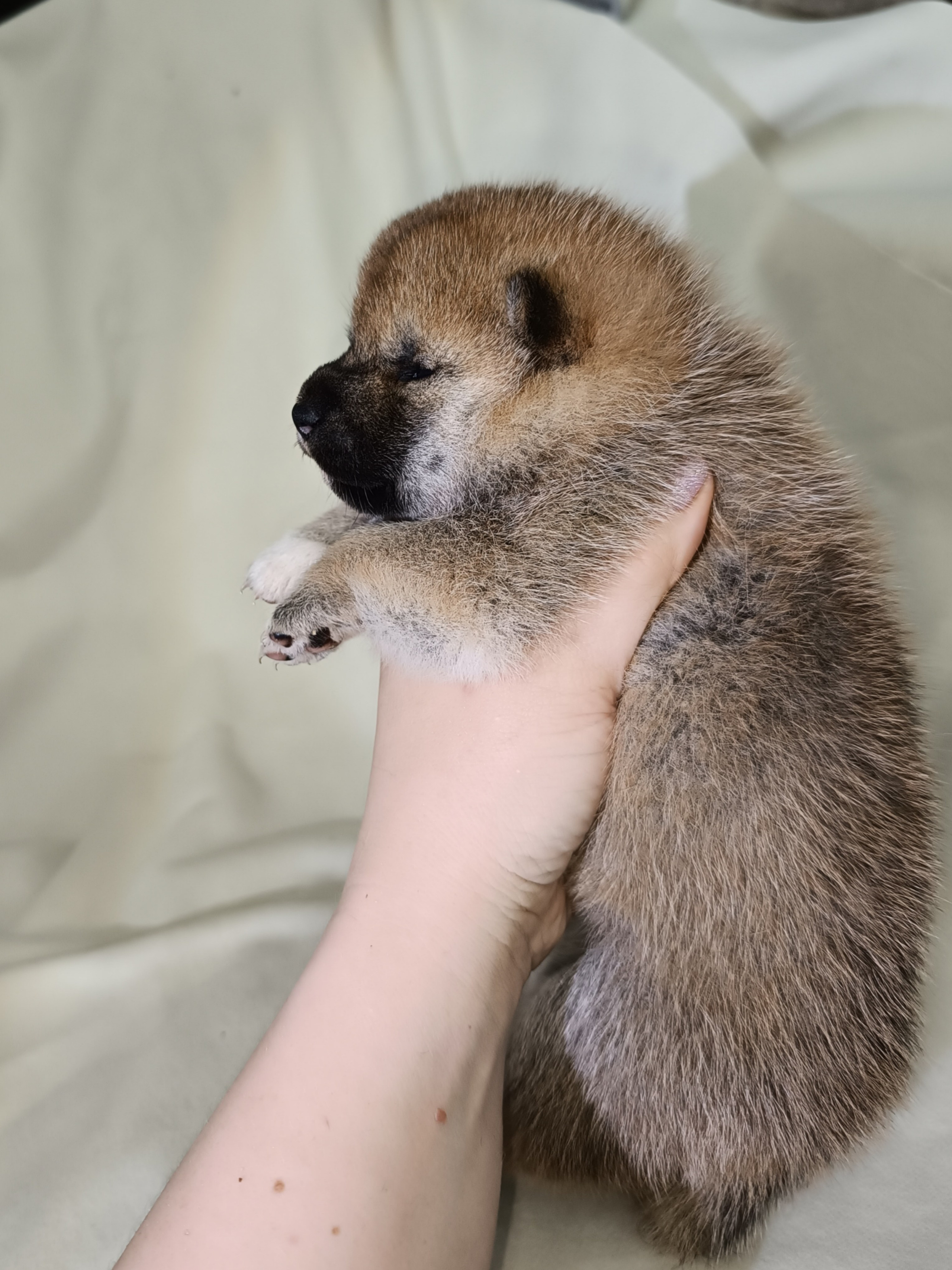 сиба питомник Рубилайт щенки на продажу rubylight  сиба щенки купить СПб Санкт-Петербург 