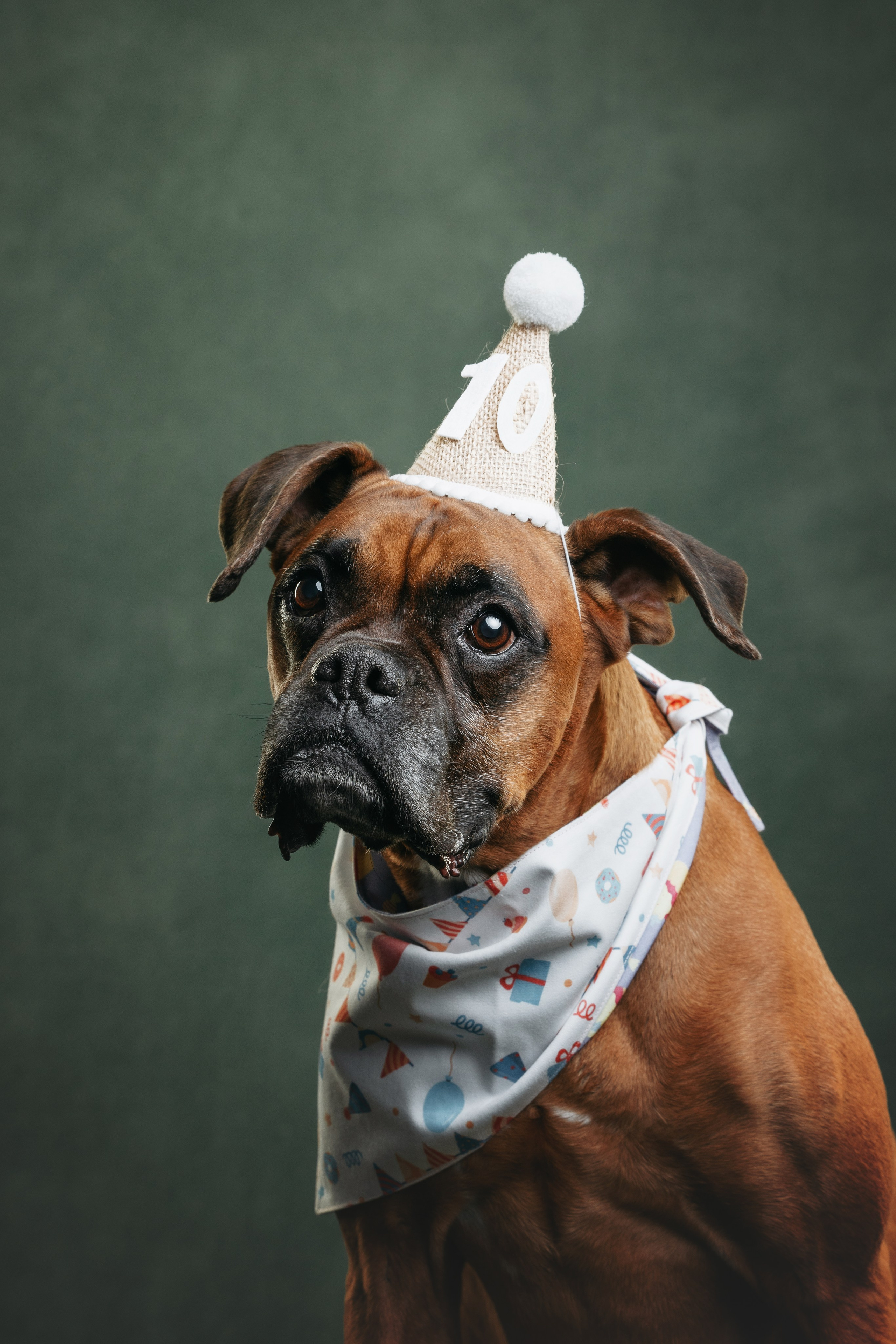 Боксер Челси. Фотограф анималист Осипчикова Мария