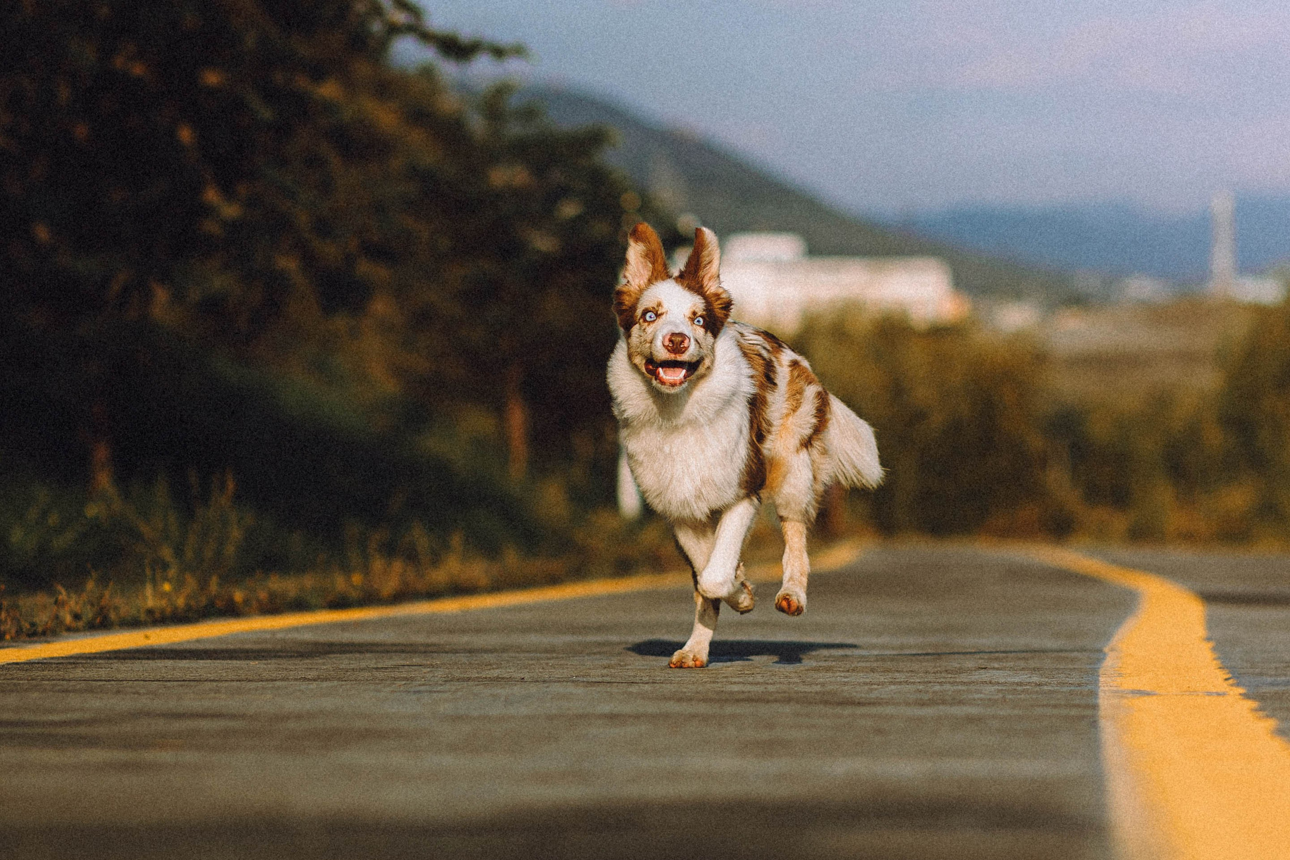 Оля, Саша и Айко