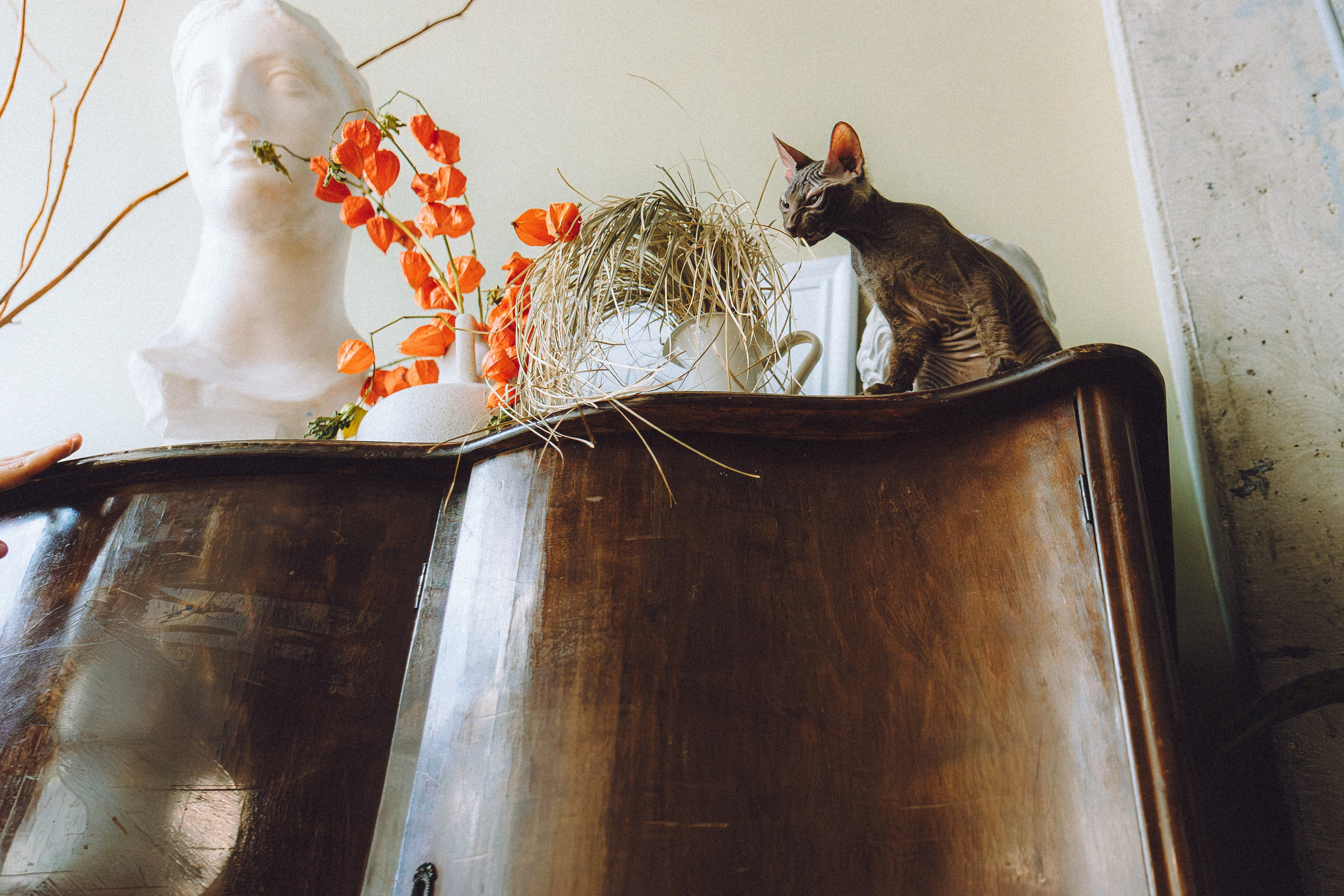 Кокос, Света, Динара и Вилли