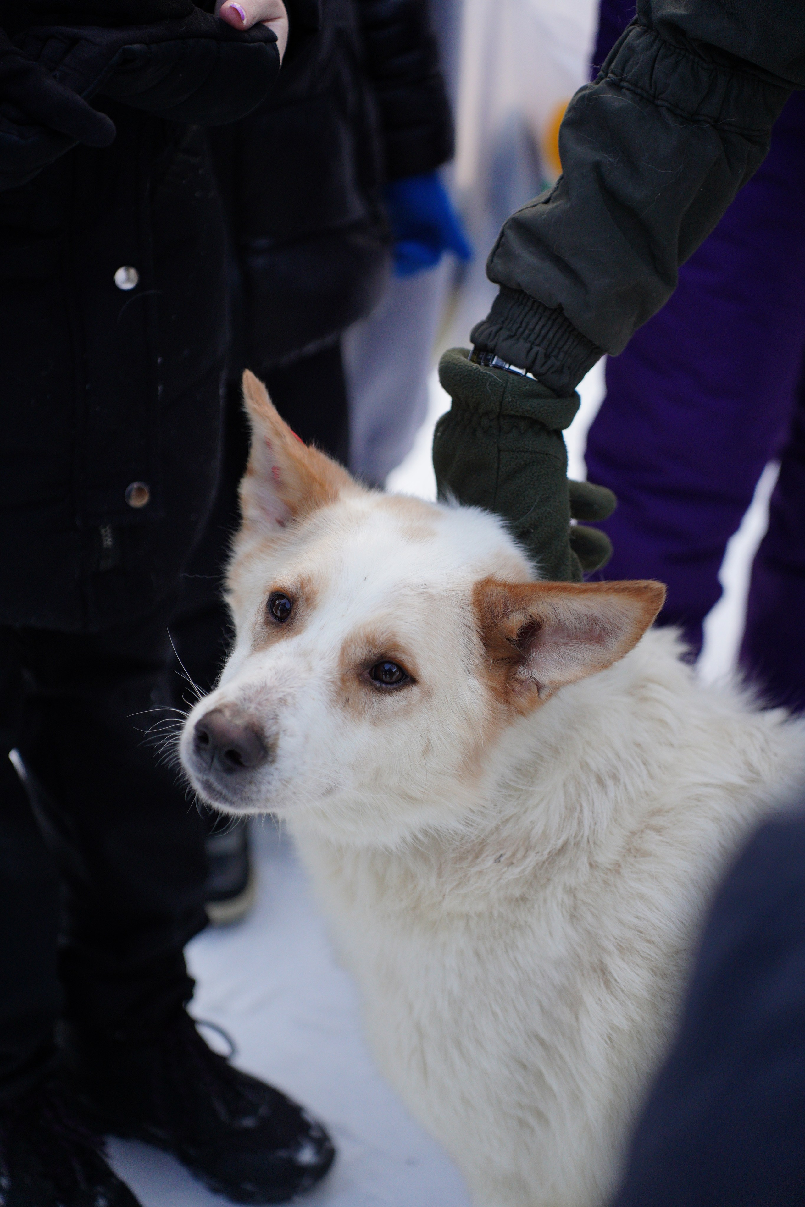 Благотворительная Акция «Ищу Человека». Pupov.png