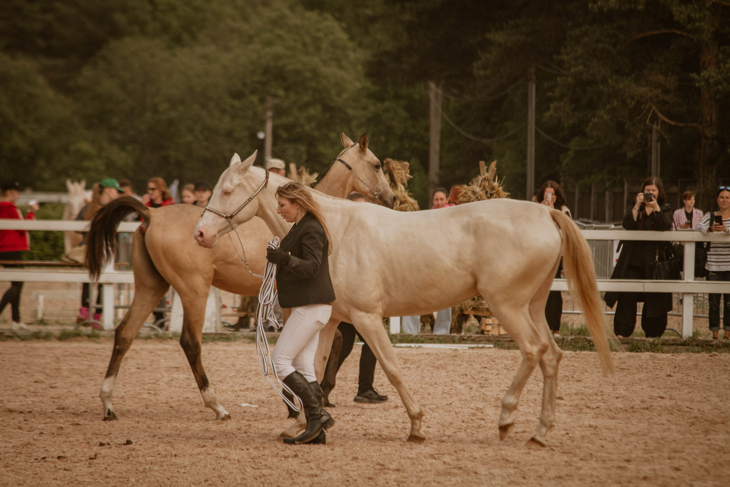 ИППОСФЕРА — Международная конная выставка. Создадим шедевр? Виталина и её фотоискусство
