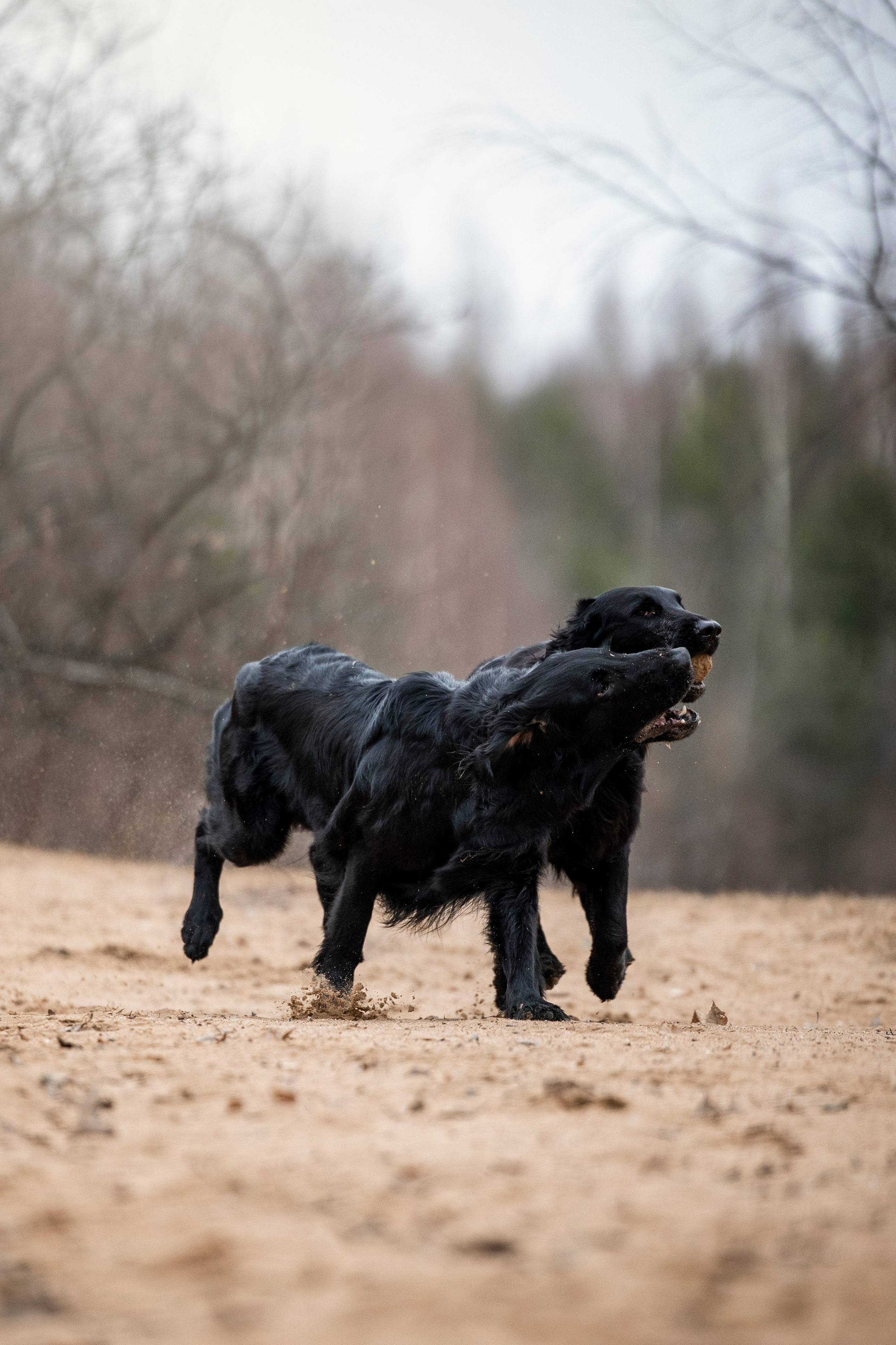 Ора, Ева, Рози и их семья. Фотограф — Анималист | Санкт-Петербург
