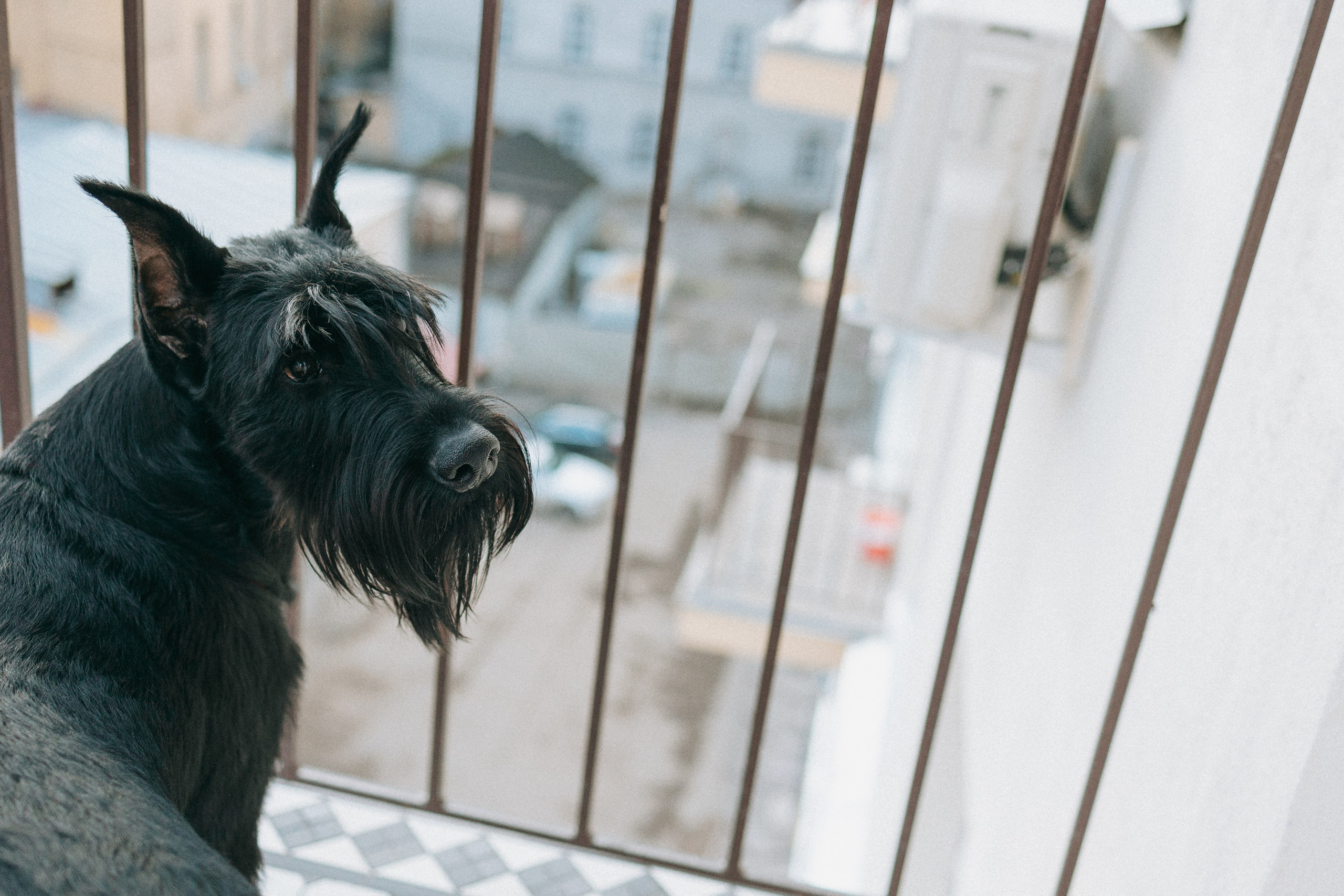 Умбра и Даша. Фотограф анималист Анастасия Пикей