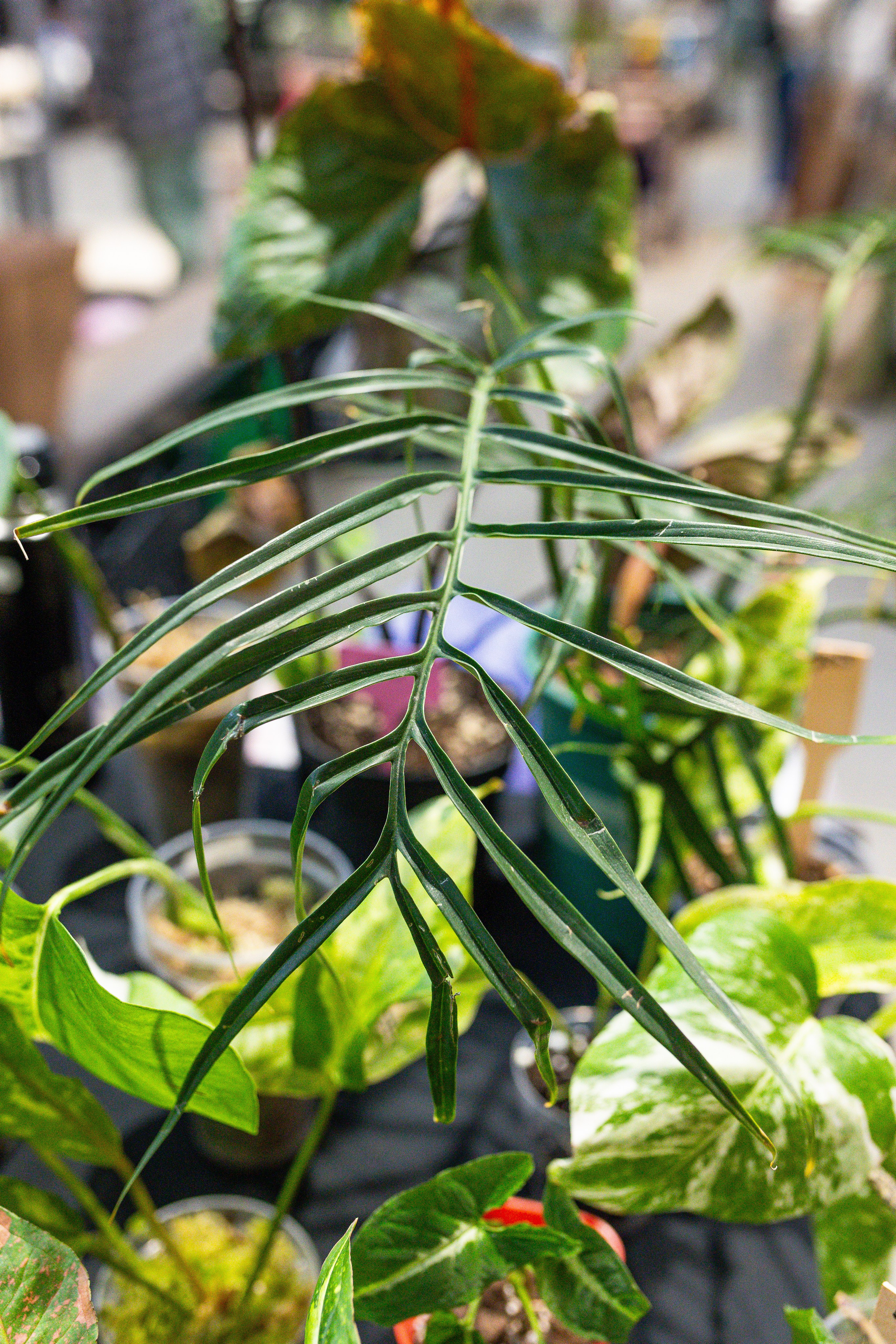 Ярмарка Green Rare 20.09.25. Александра Куликова фотограф, Москва