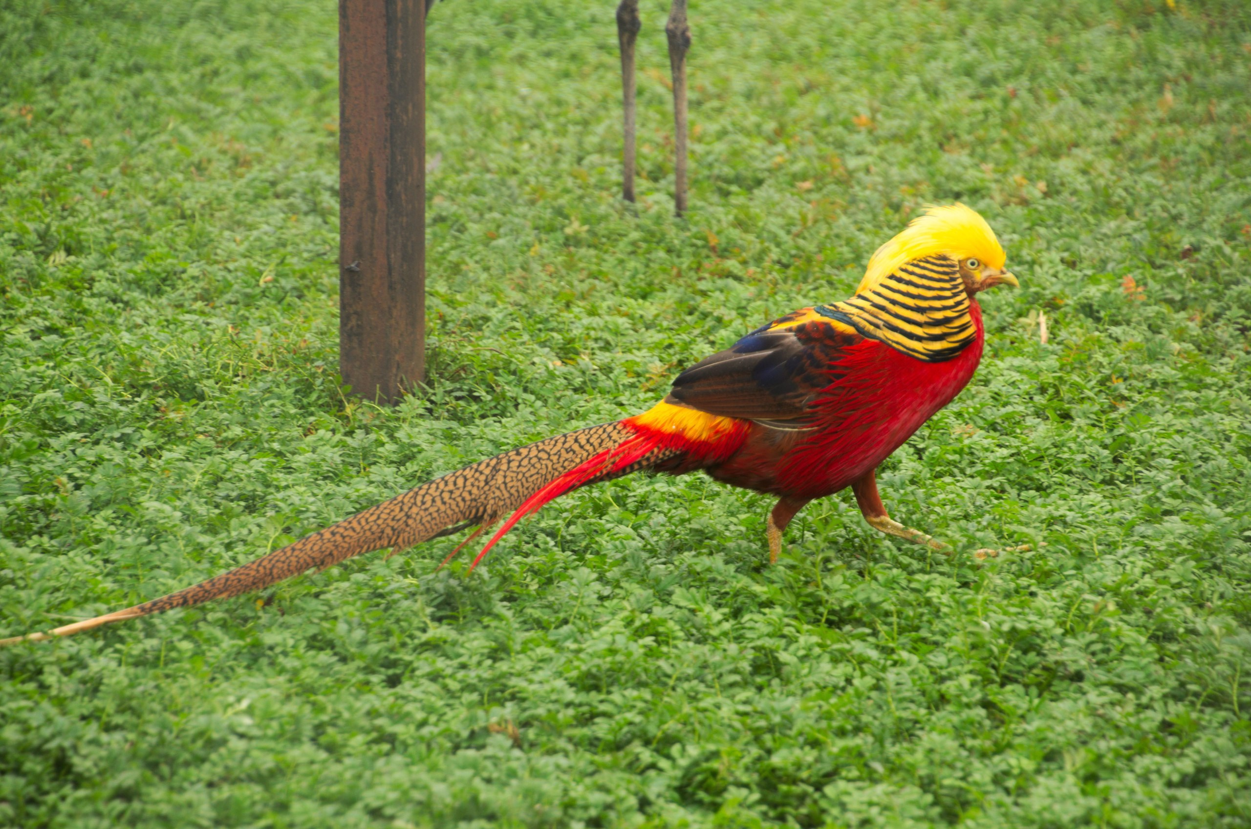 Боровск и парк птиц «Воробьи» | 17.09.2017. Галерея Фантим