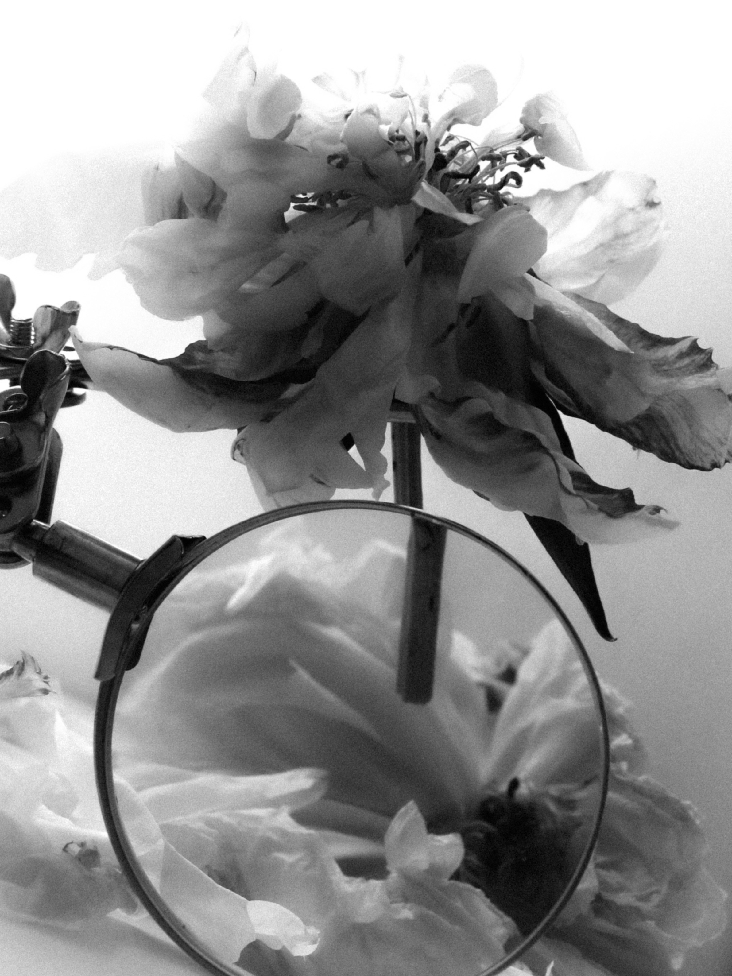 DYING BEAUTY. Фотограф Москва Грошева Софья