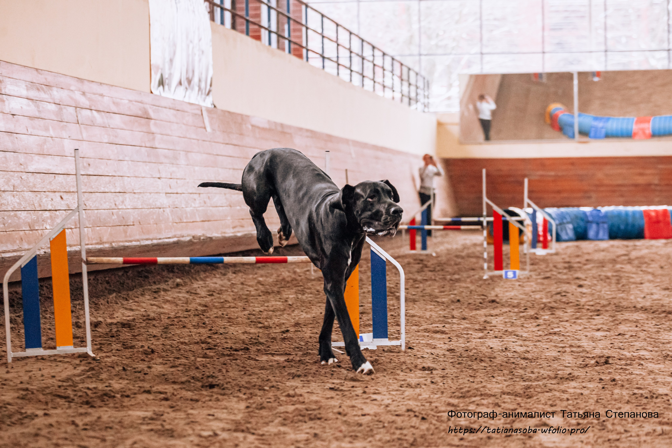 Соревнования по Аджилити 25.02.2024. Фотограф-анималист Татьяна Степанова