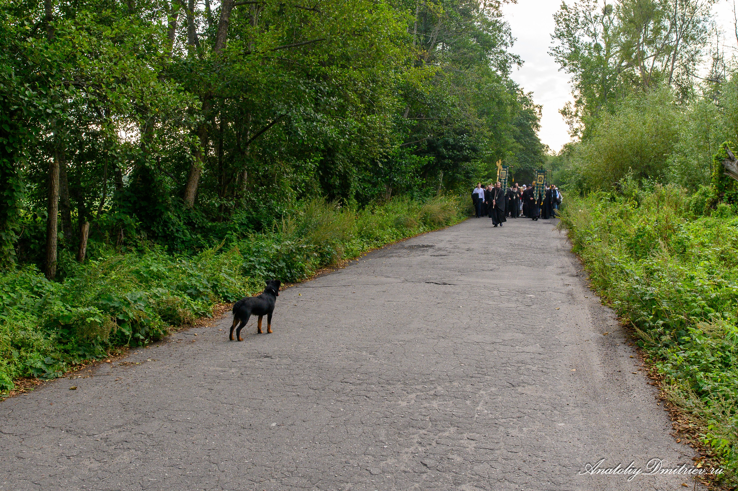Успенский Крестный ход Калининградской митрополии 29 августа 2025 г. Фотограф  Крещения и Венчания Калининград