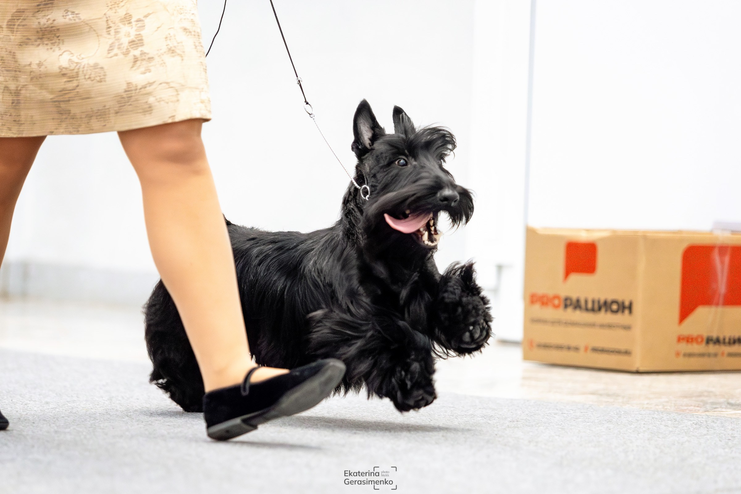 18 января 2025, Выставка РКФ, г. Пермь. Htykk_photo