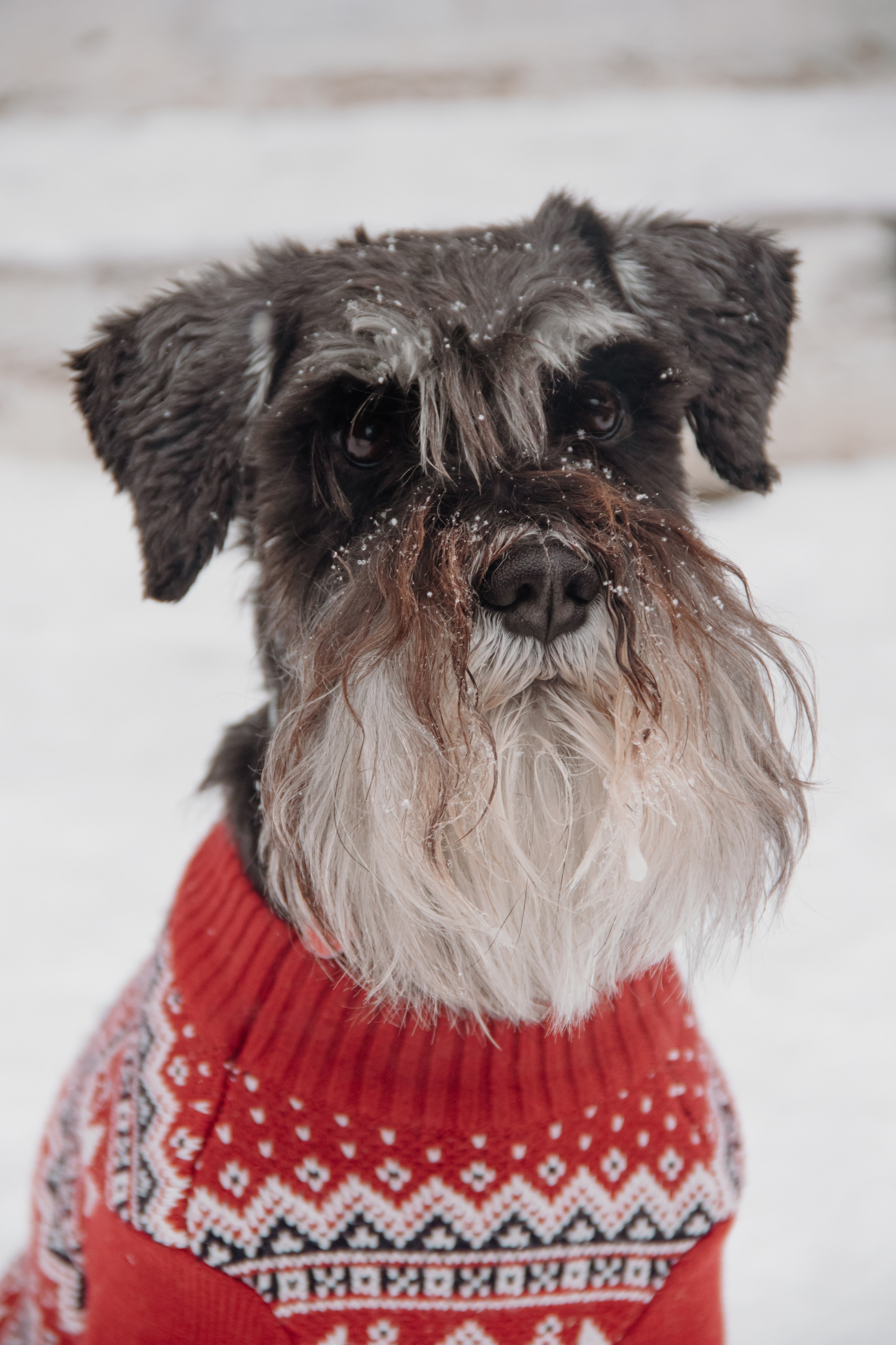 Семейная съемка. Зима. Наталия Фролова. Фотограф. Москва