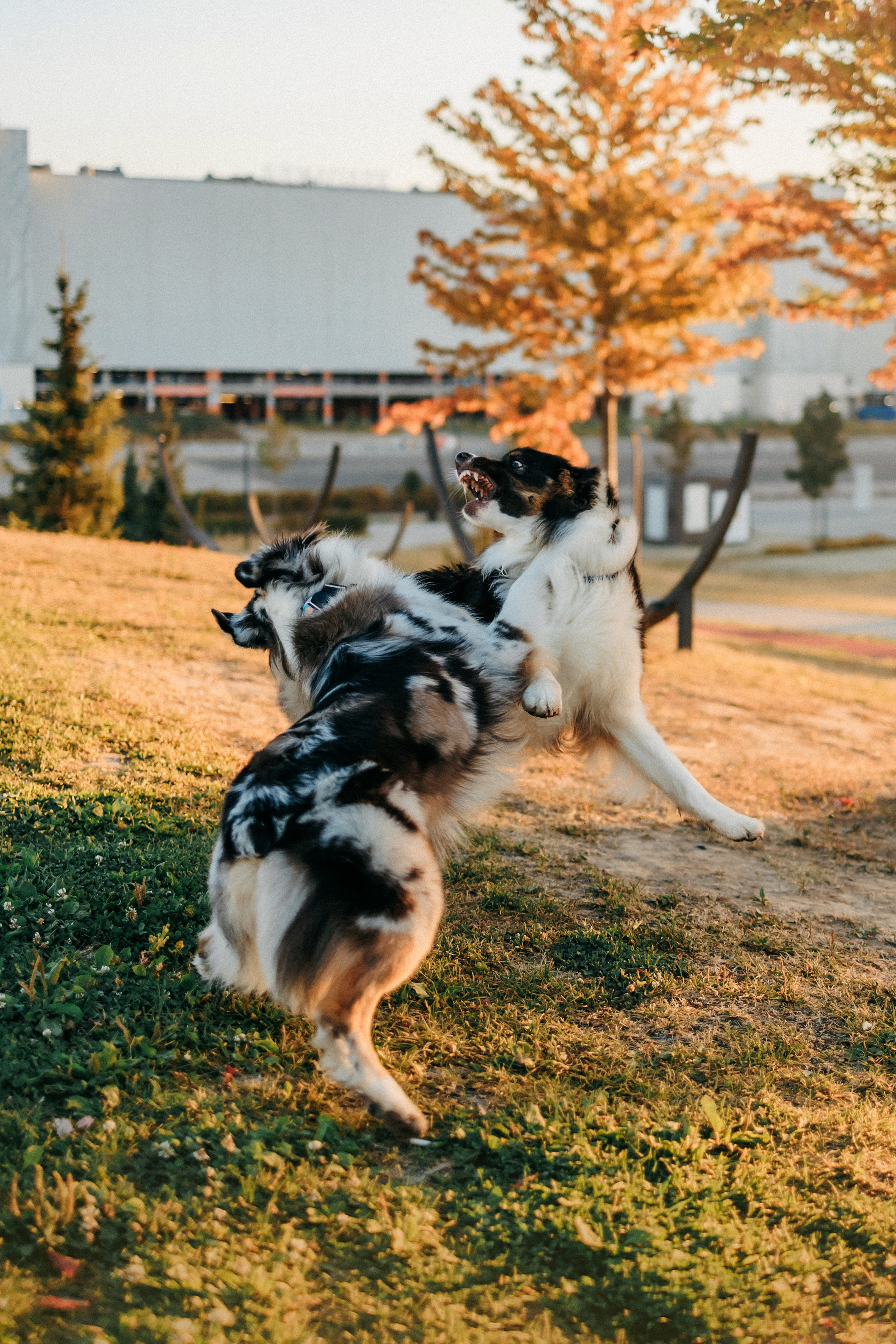 Аня, Чарли и Ева. Фотограф-анималист Елена Радченко, Москва
