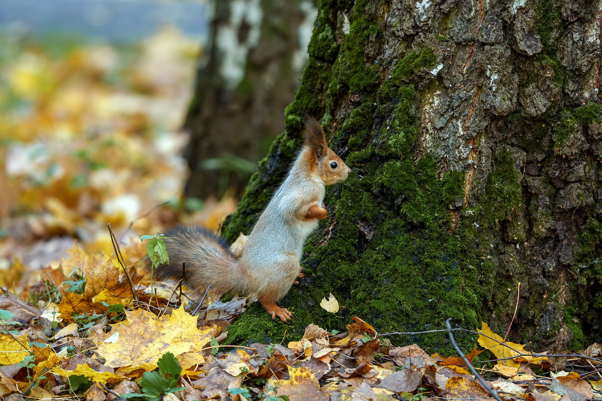 Животные. Ваш личный фотограф Марина Волкова