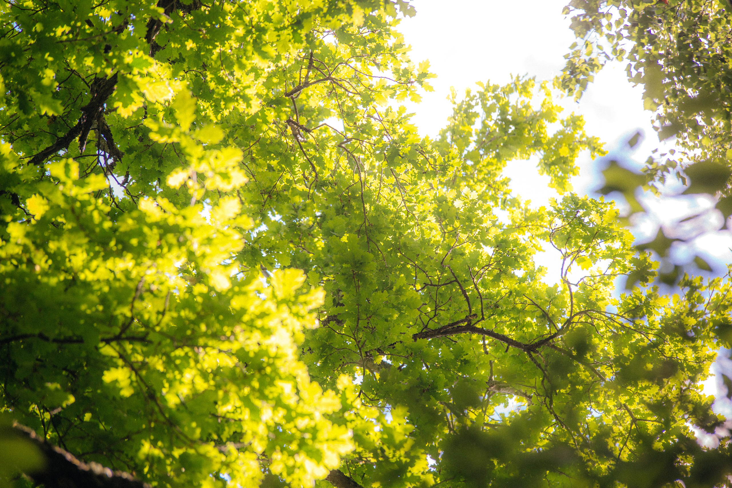 Музей-усадьба «Никольское-Вяземское». Профессиональный фотограф в Мценске и Орловской области