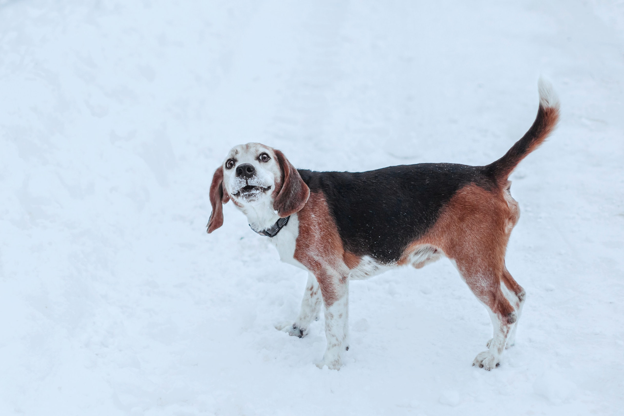 Дом для Биглей 2023. Фотограф-анималист Татьяна Степанова