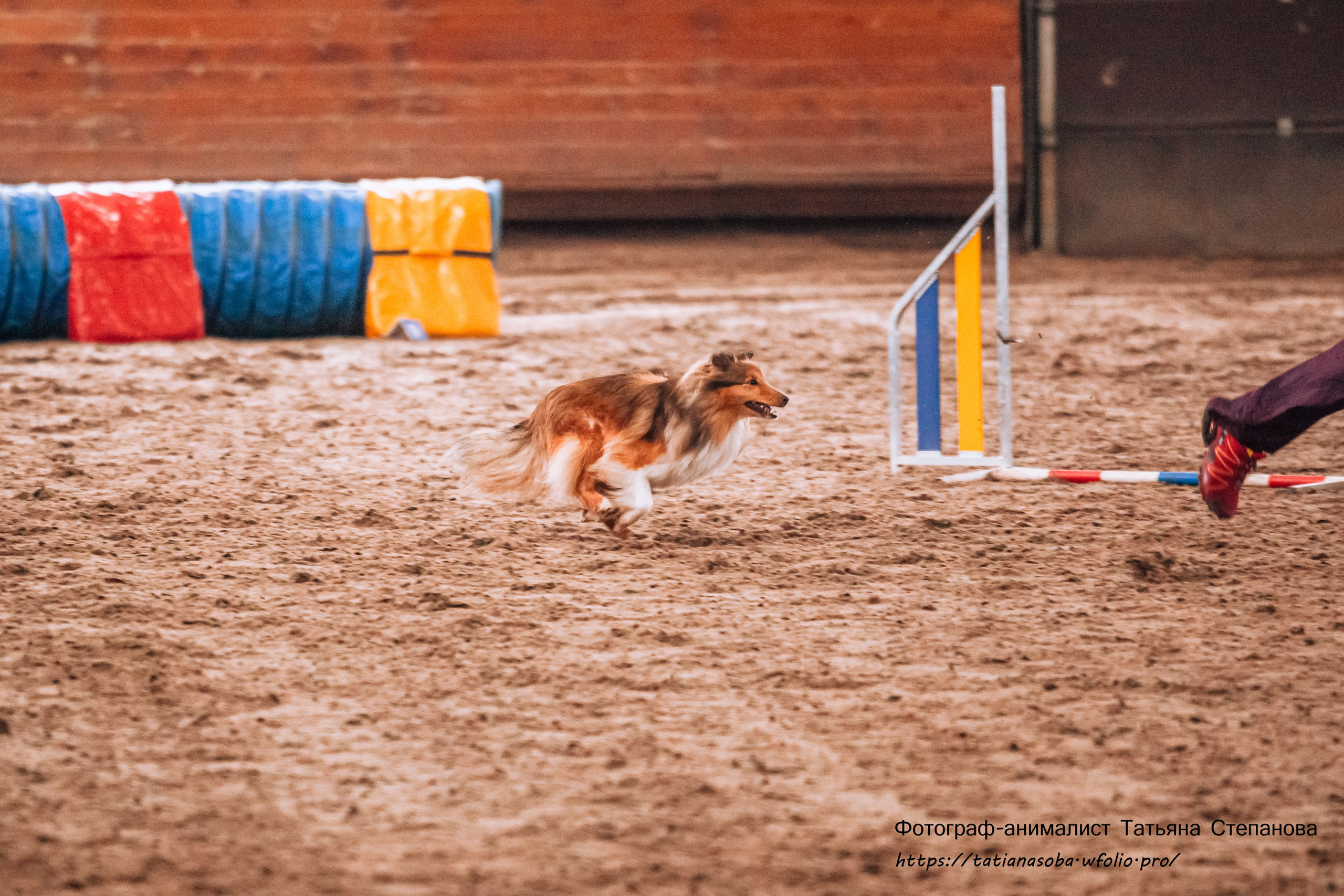 Соревнования по Аджилити 25.02.2024. Фотограф-анималист Татьяна Степанова