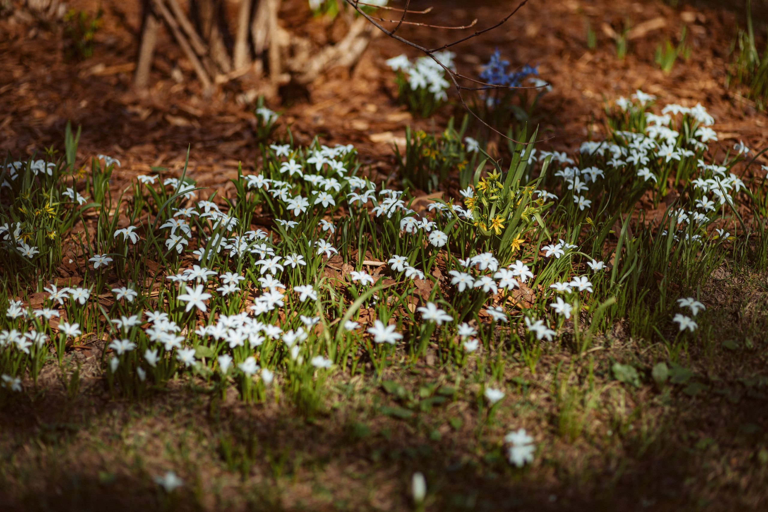 Петергоф нижний парк фото