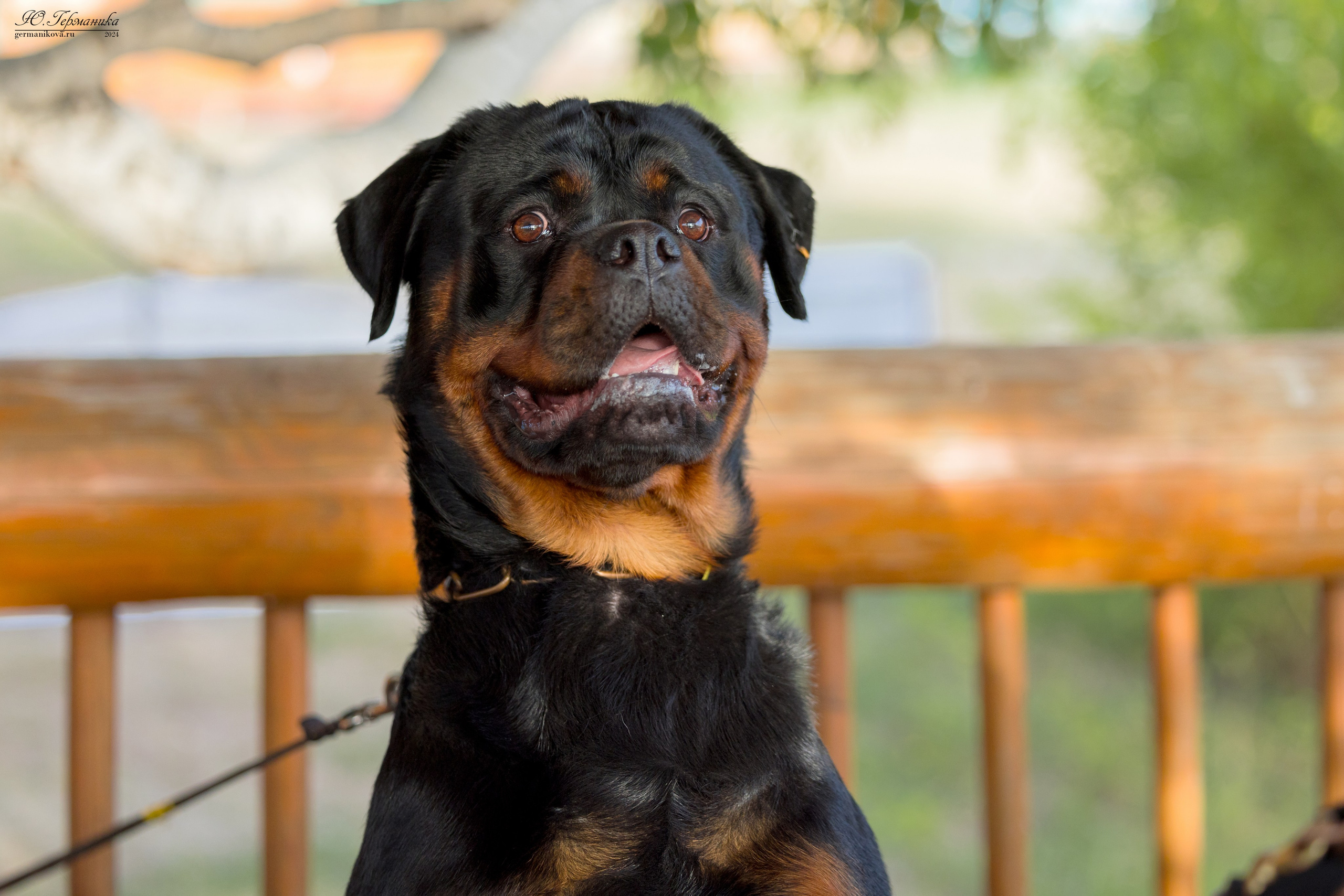 Саратов 2 х моно ротвейлеров 28-29.04.2024. Фотограф-анималист Юлия Германика