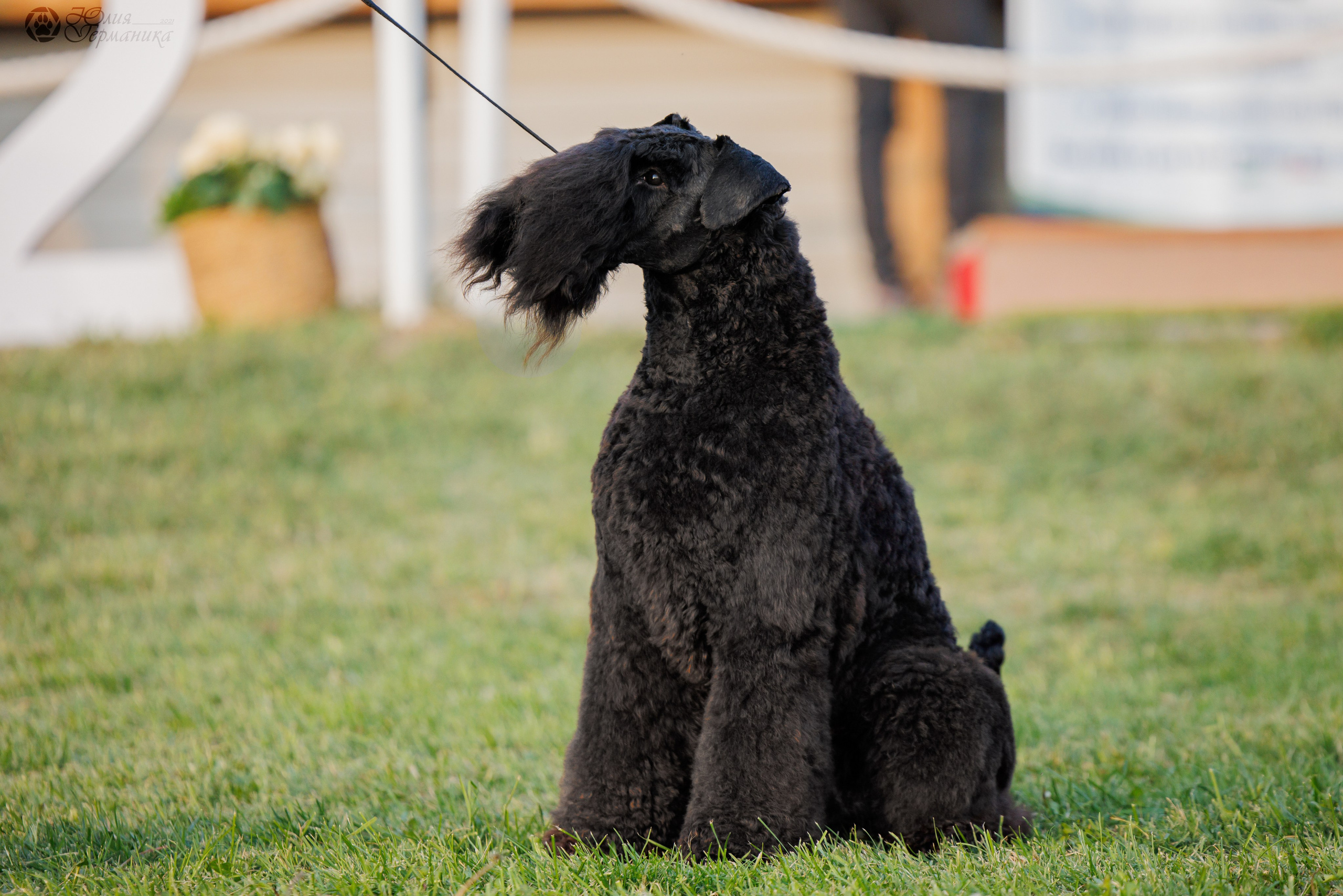 Армения,Ереван 3хCACIB 15-17.10.2024. Фотограф-анималист Юлия Германика