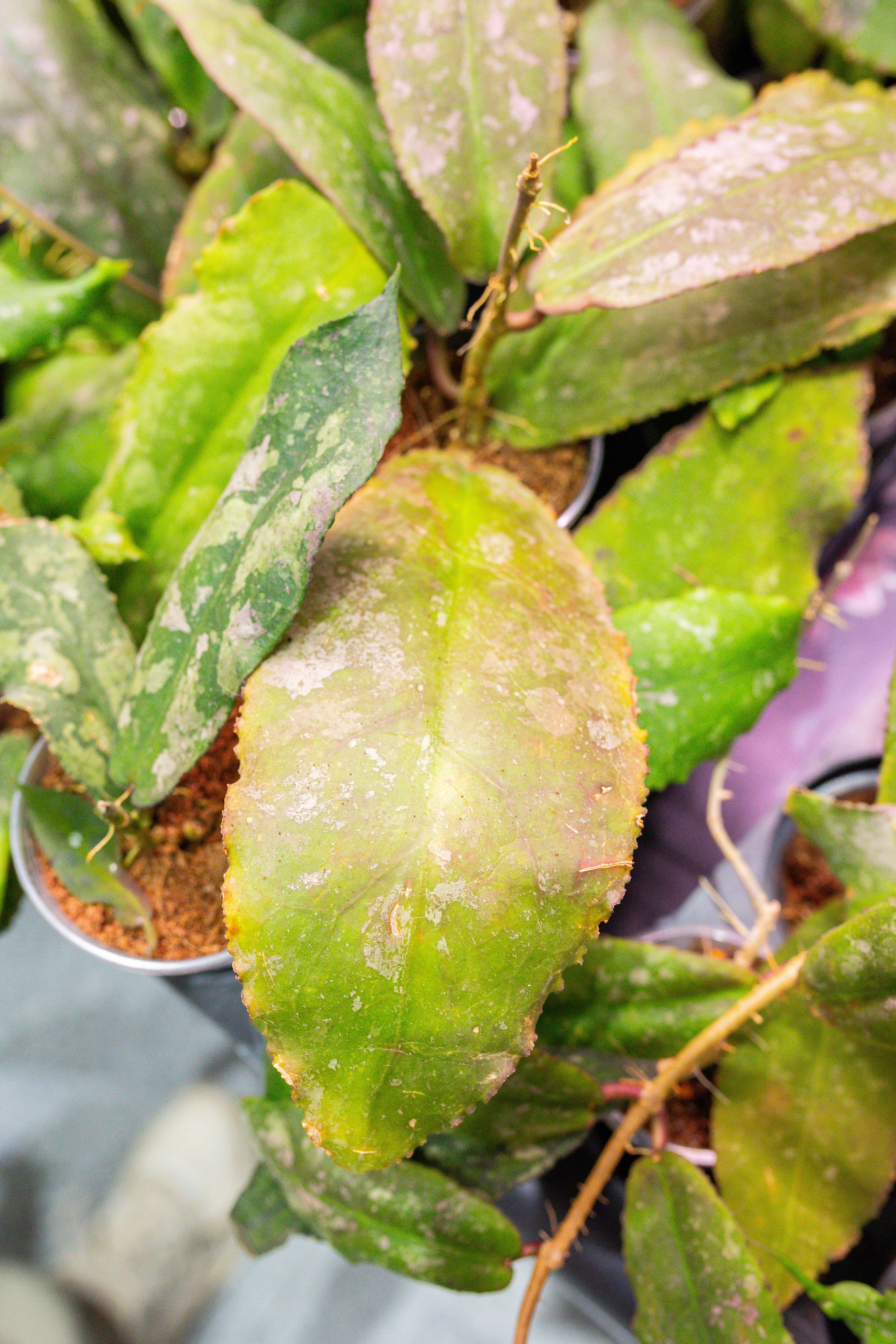 Монстериум 11–12 октября. Александра Куликова фотограф, Москва