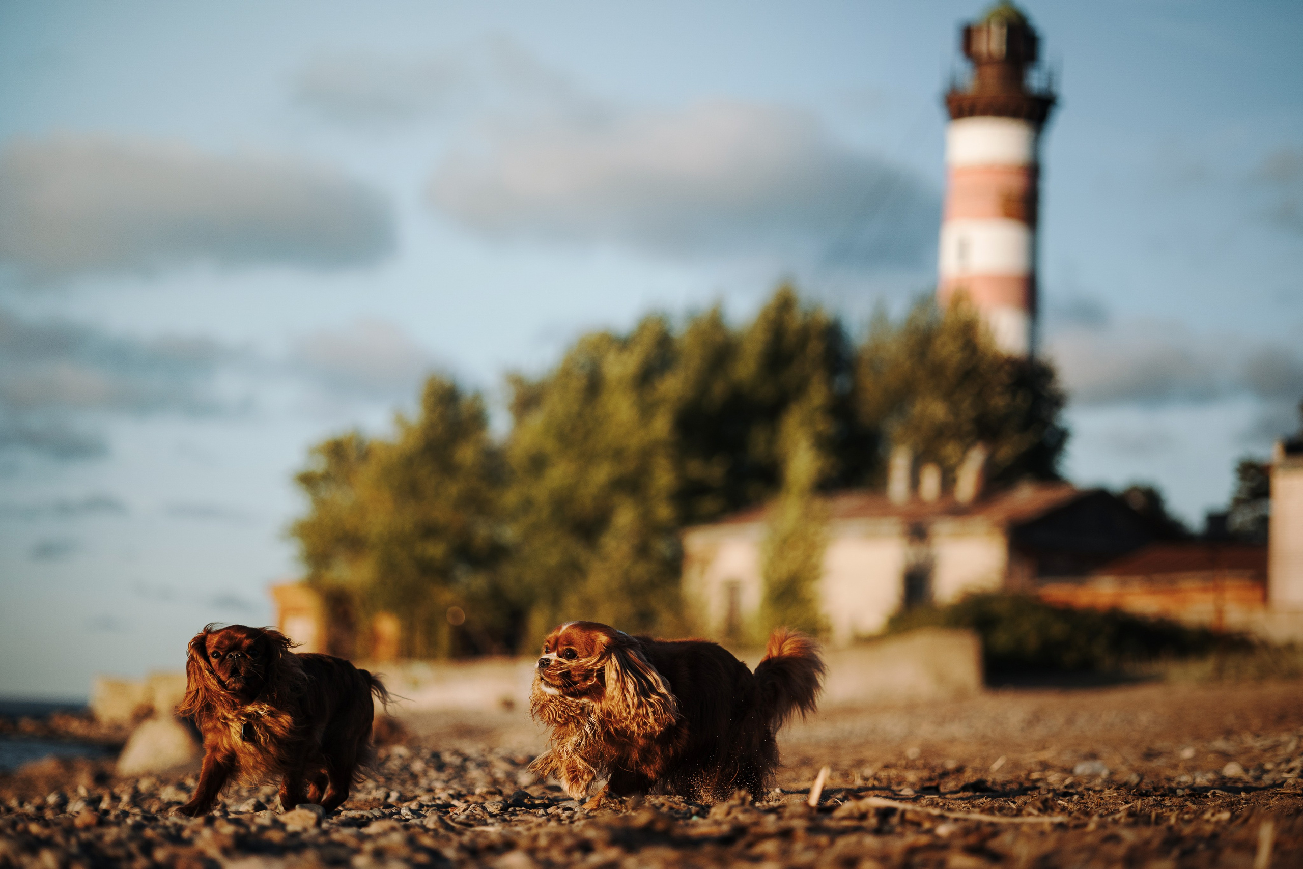 Верон, Гарри и их семья. Фотограф — Анималист | Санкт-Петербург