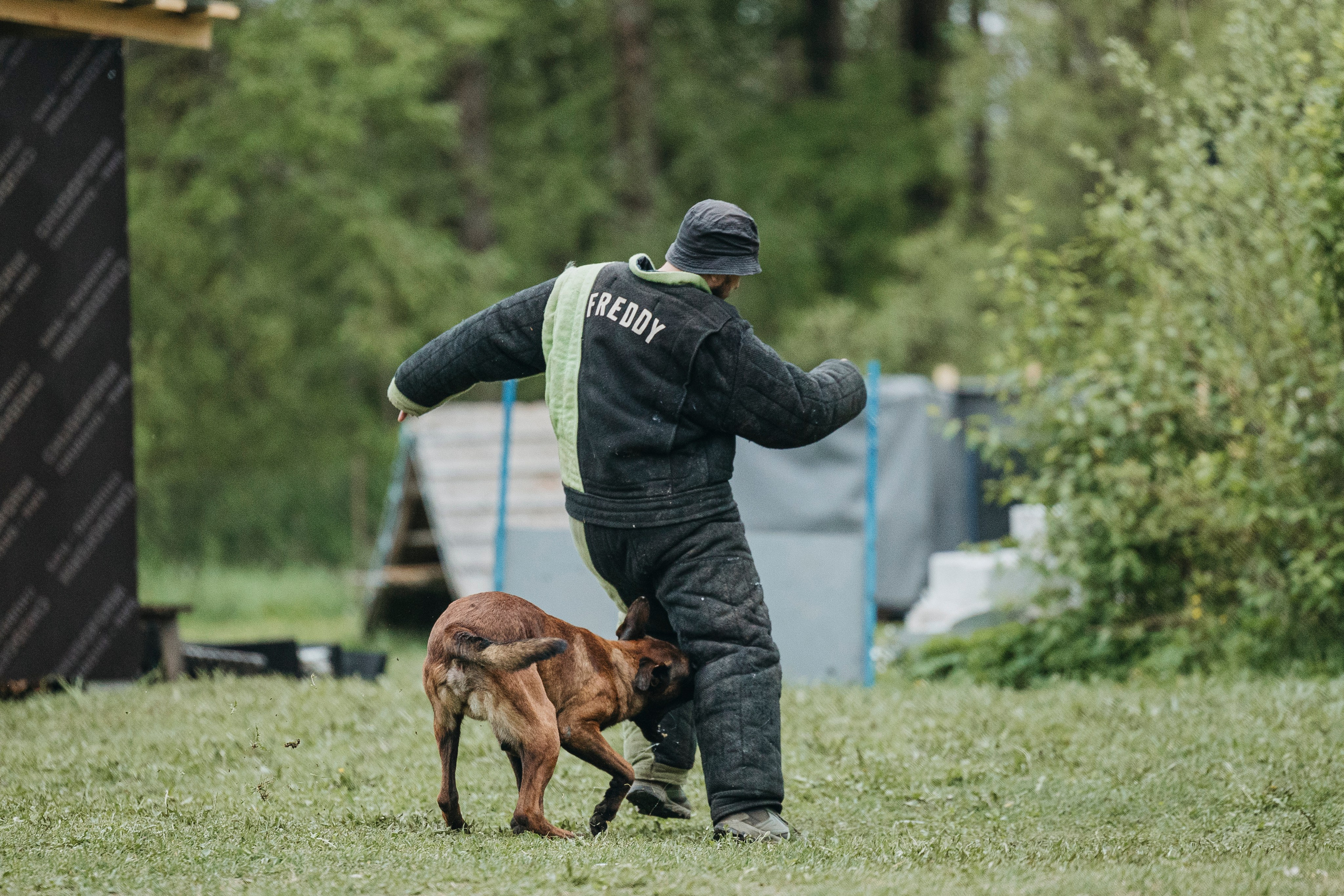 26.05.25 г. Пушкин квалификационные соревнования. Фотограф-анималист Анна Маринич