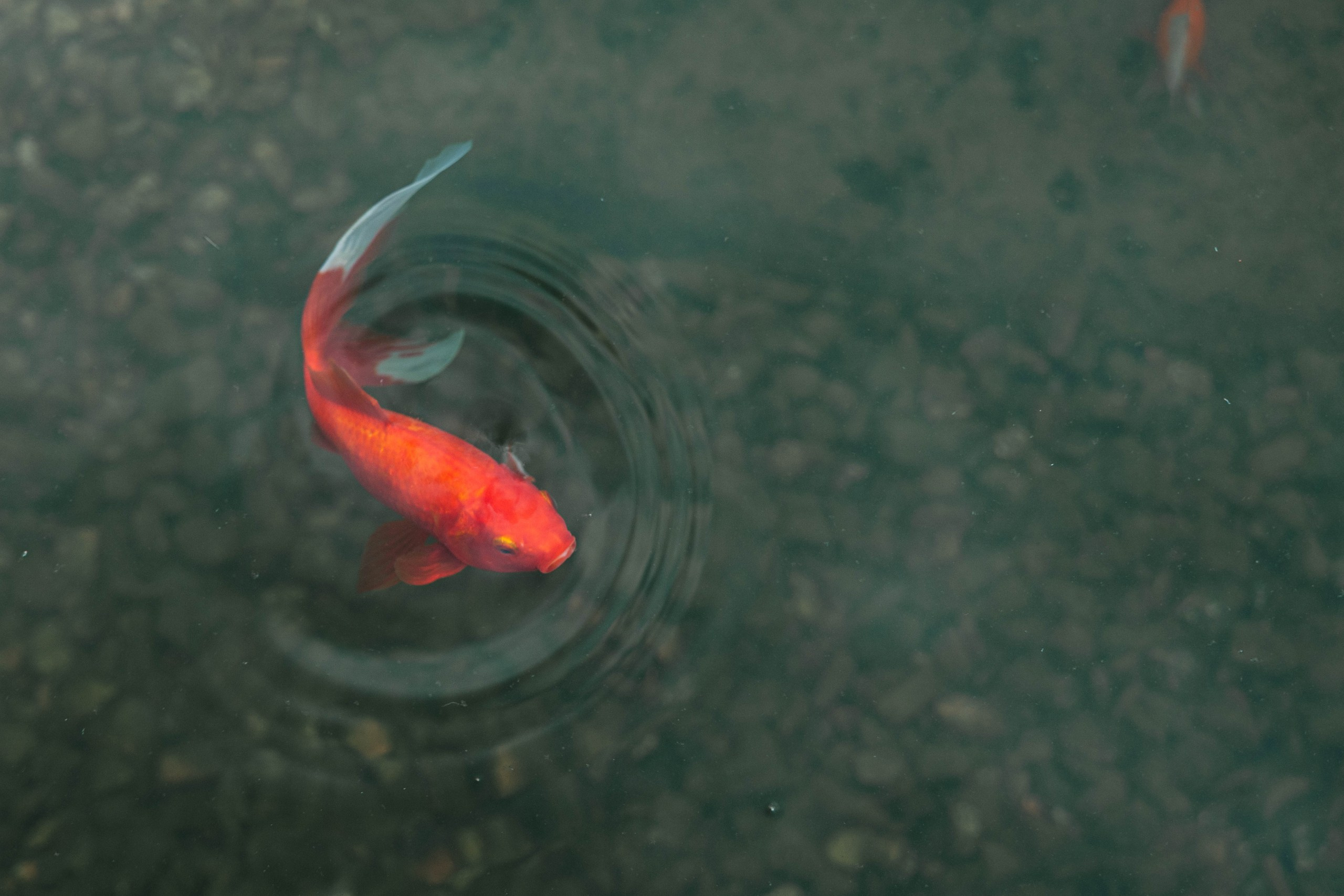 Wedding day #90. Свадебный, семейный фотограф в Рязани Лена Брант