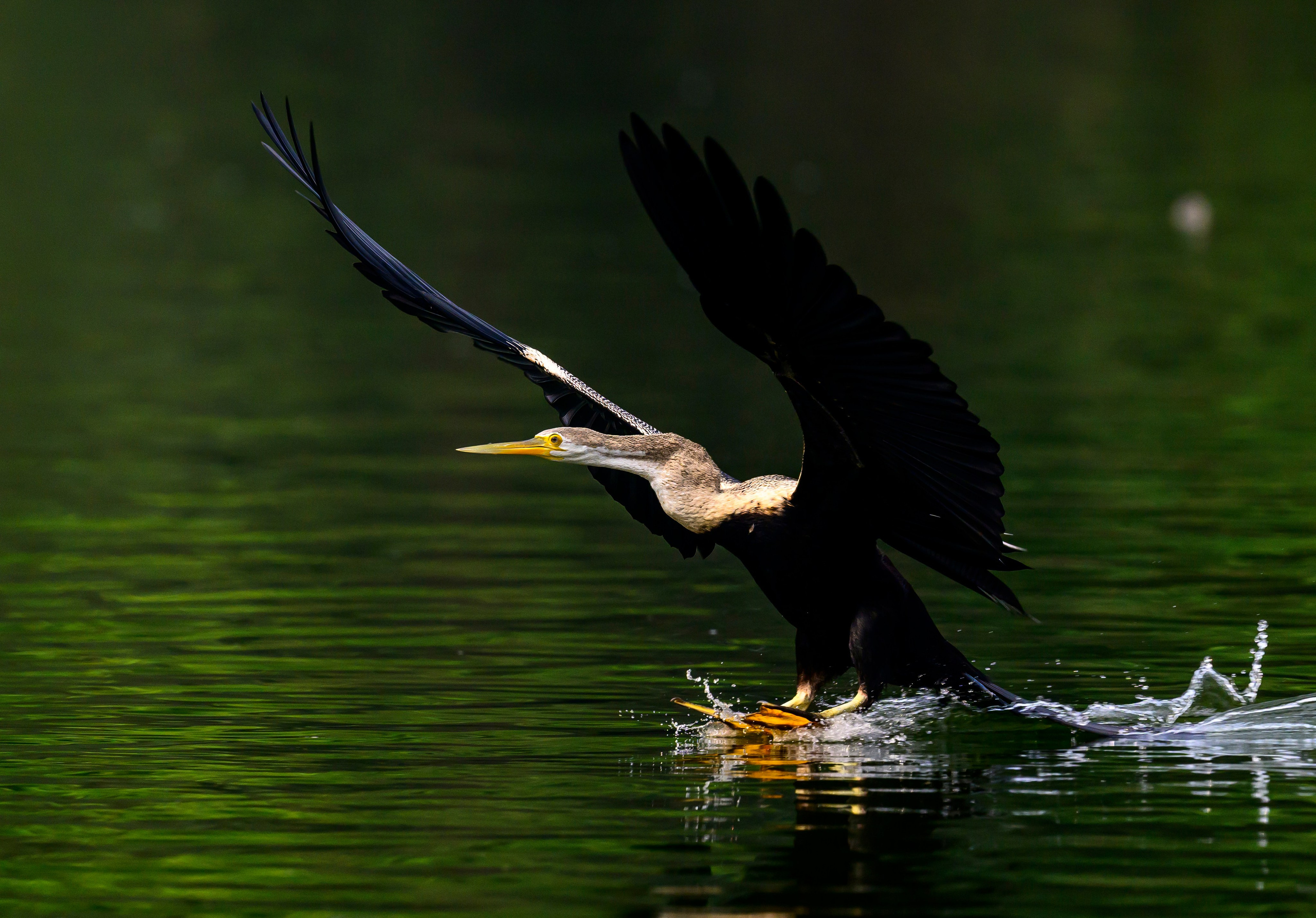 Раджастан, Индия. Wildlife photography by Sergey Puponin