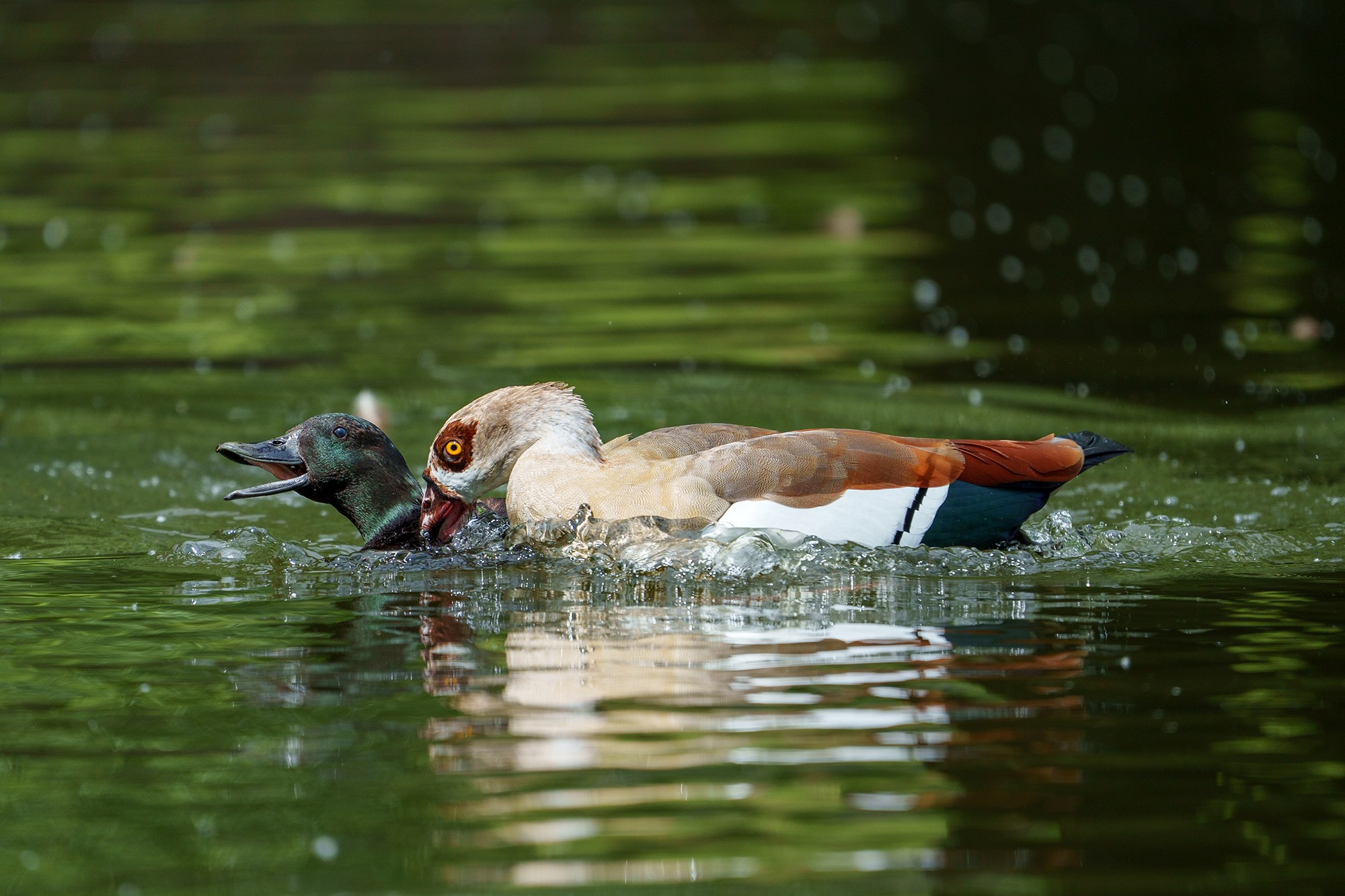 Удивительные мир птиц. Вокруг нас столько прекрасного — присмотритесь!. Ваш личный фотограф Марина Волкова