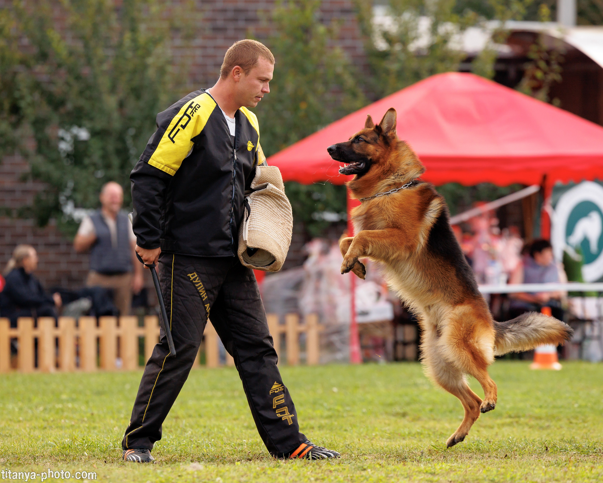 Фотографии с монопородных выставок немецких овчарок. Фотограф собак, фотограф-анималист Аня Титова (Titanya). Москва
