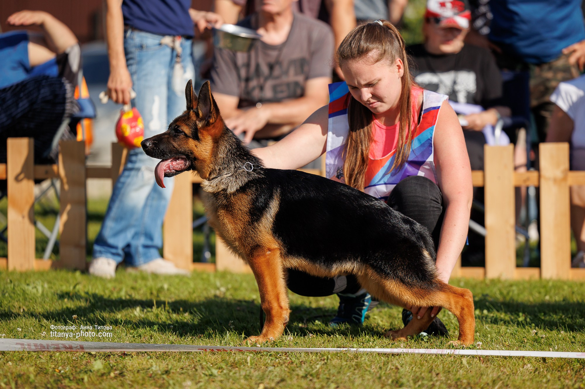 Немецкие овчарки: фото из рингов и вне ринга, мутпроба (фотографии с выставок). Фотограф собак, фотограф-анималист Аня Титова (Titanya). Москва