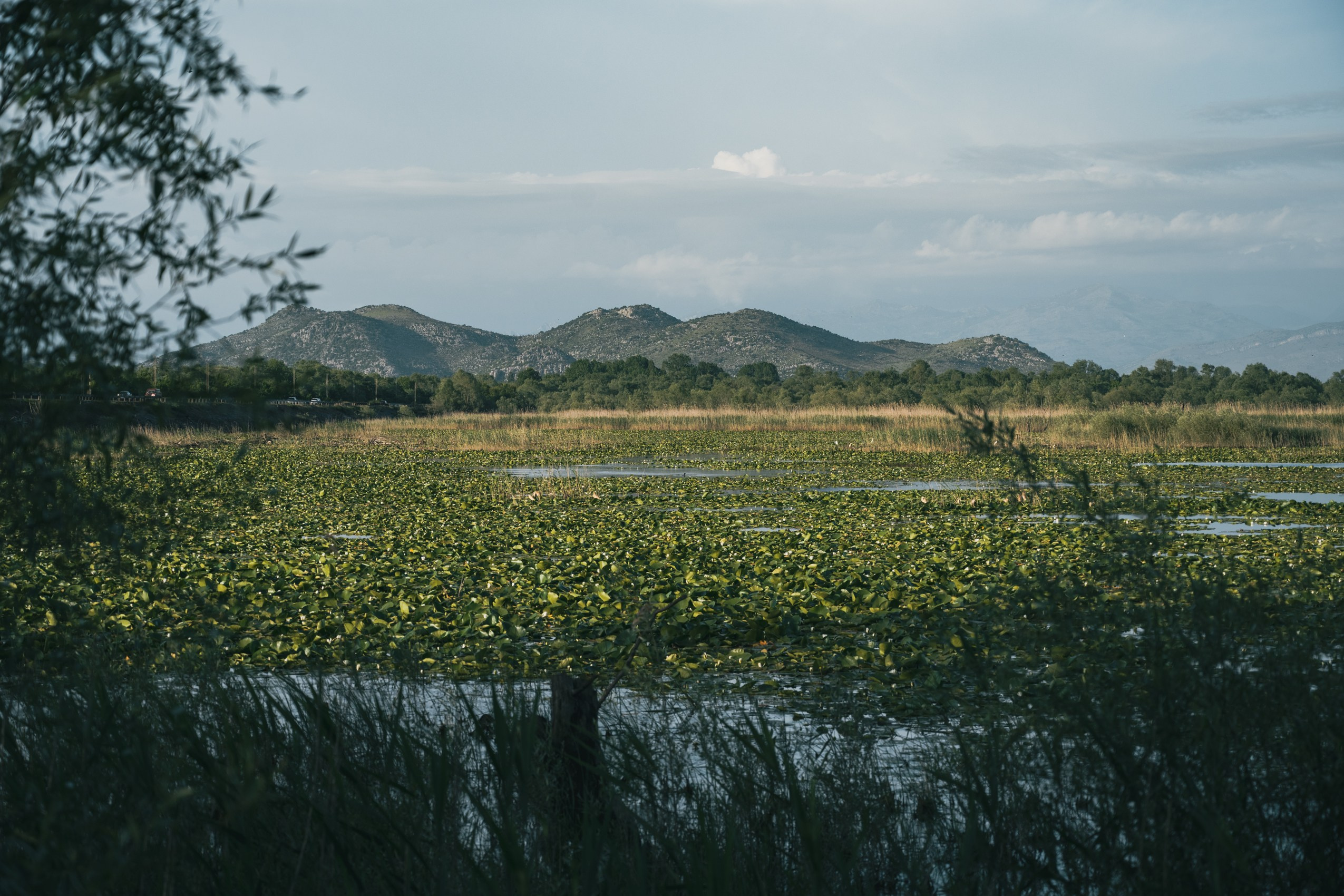 СКАДАРСКОЕ ОЗЕРО. ЧЕРНОГОРИЯ. Фотограф в Белграде Чугреева Елена