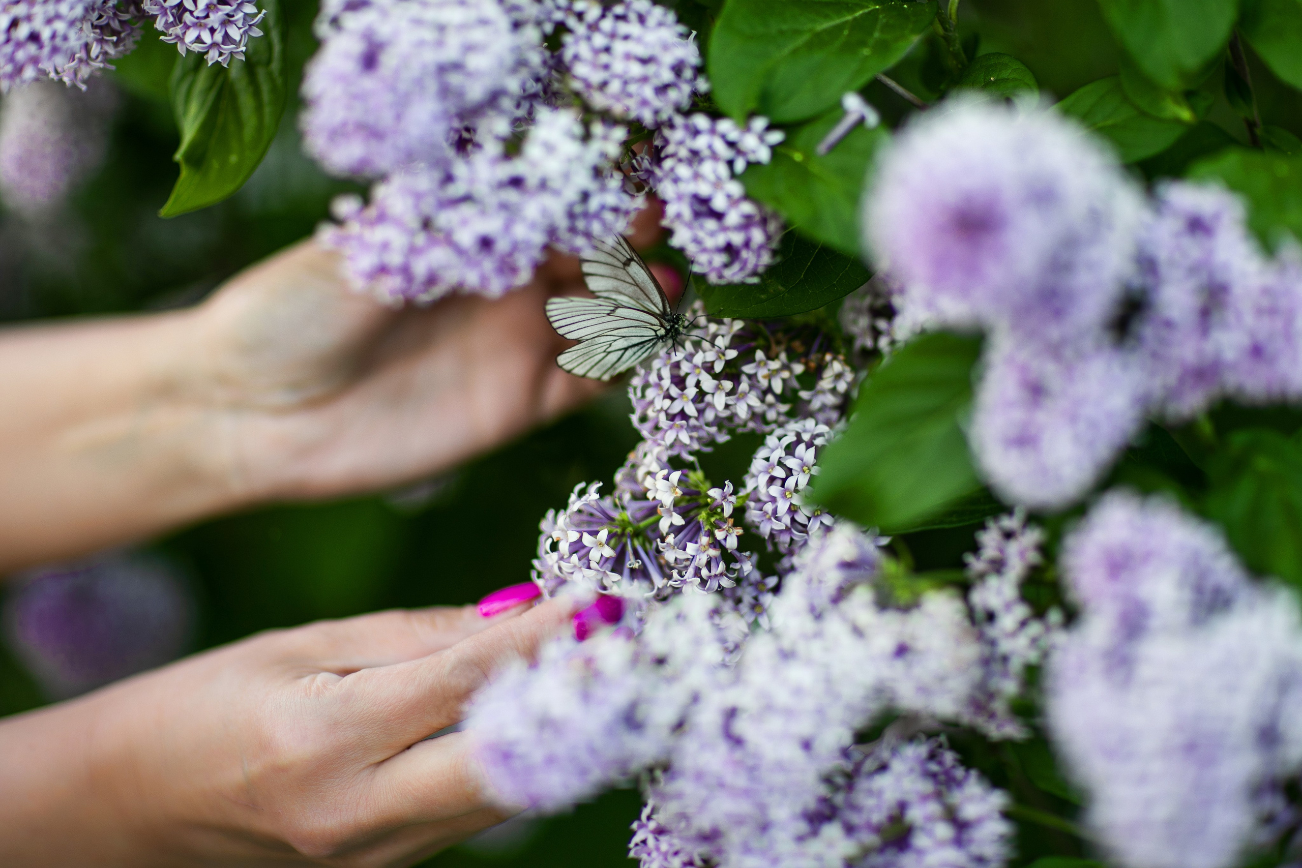Сирень. Фотограф Елена Вишневская (Ушакова) Нефтеюганск, Сургут, Тюмень