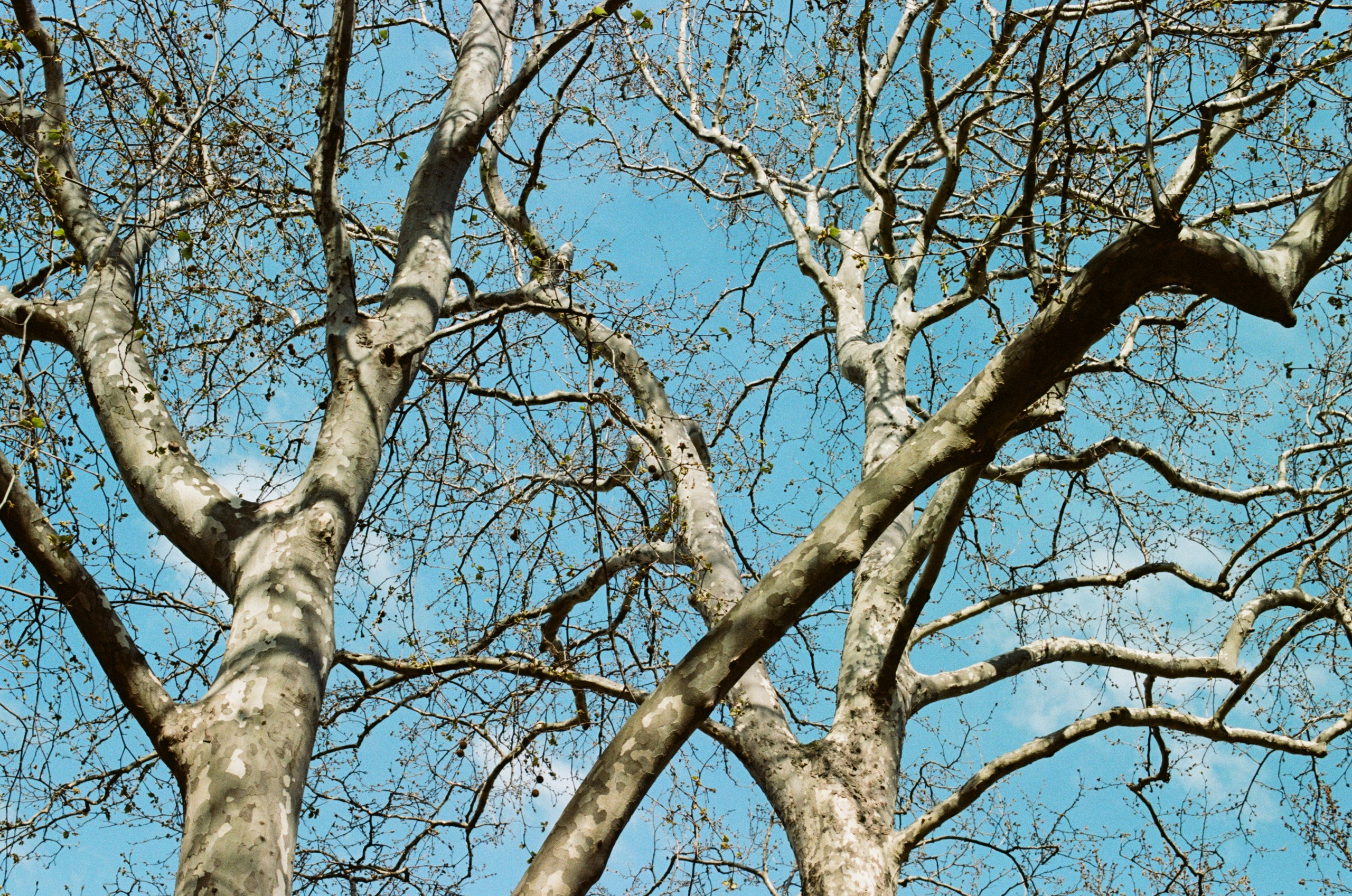 Sakura blues // ukraine, crimea. EVER EXPOSED