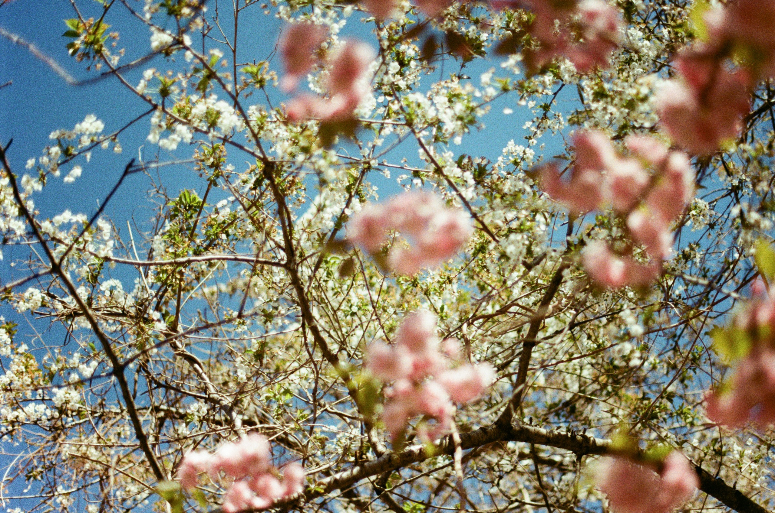 Sakura blues // ukraine, crimea V. EVER EXPOSED