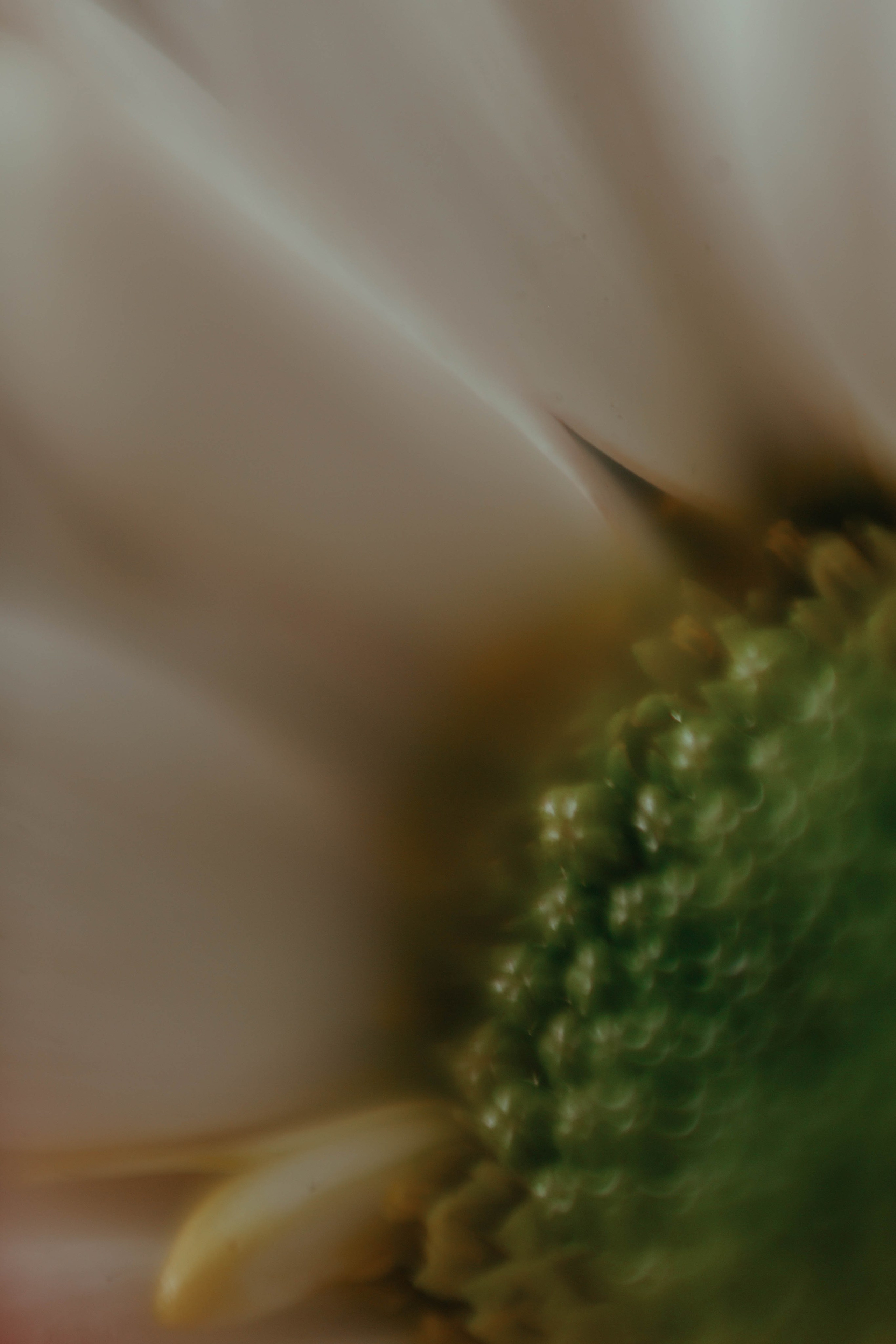 Tulips. Фотограф и видеограф Мария Банщикова, Солнечногорск, Москва