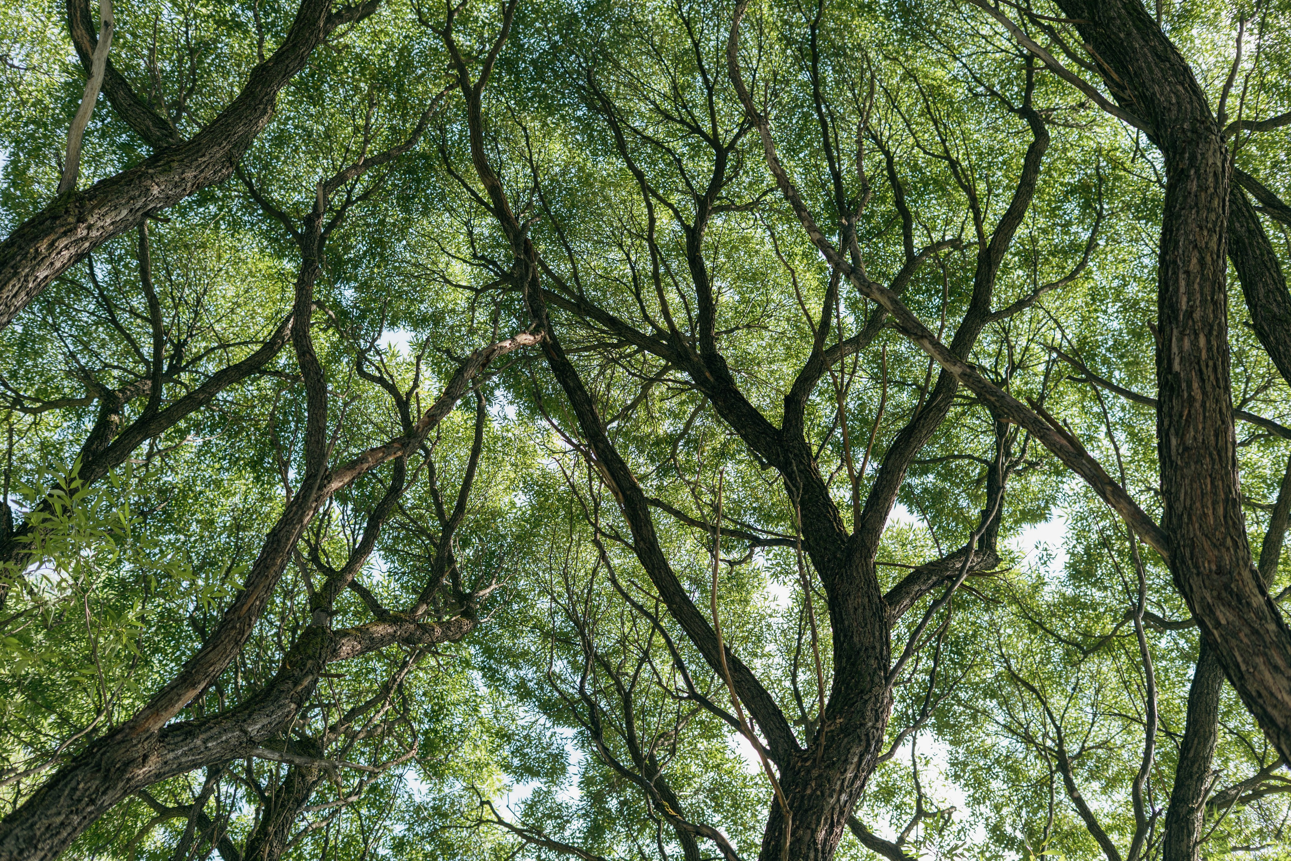 Фотосессия на природе Новосибирск Краснообск