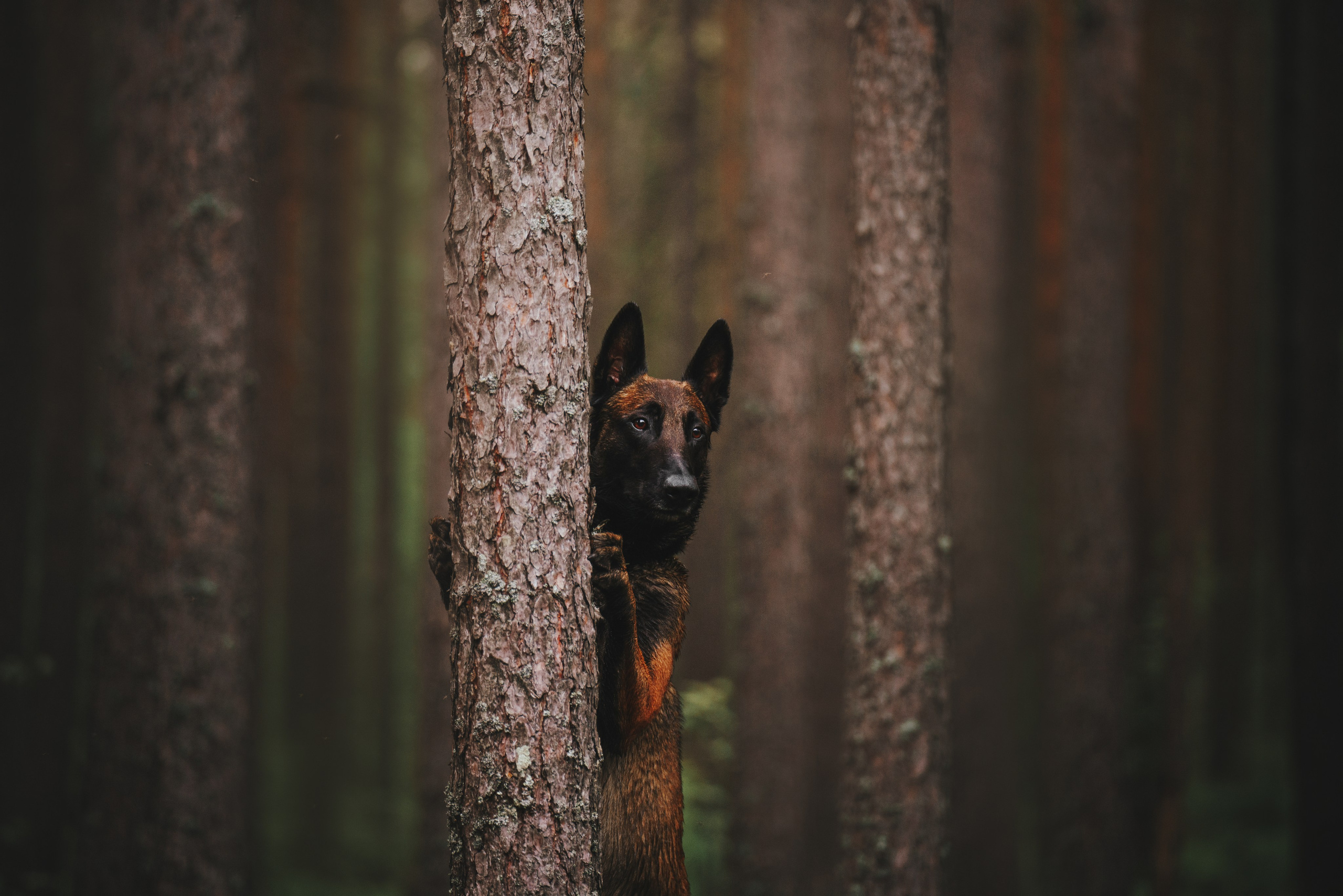 Раш. Фотограф анималист Осипчикова Мария