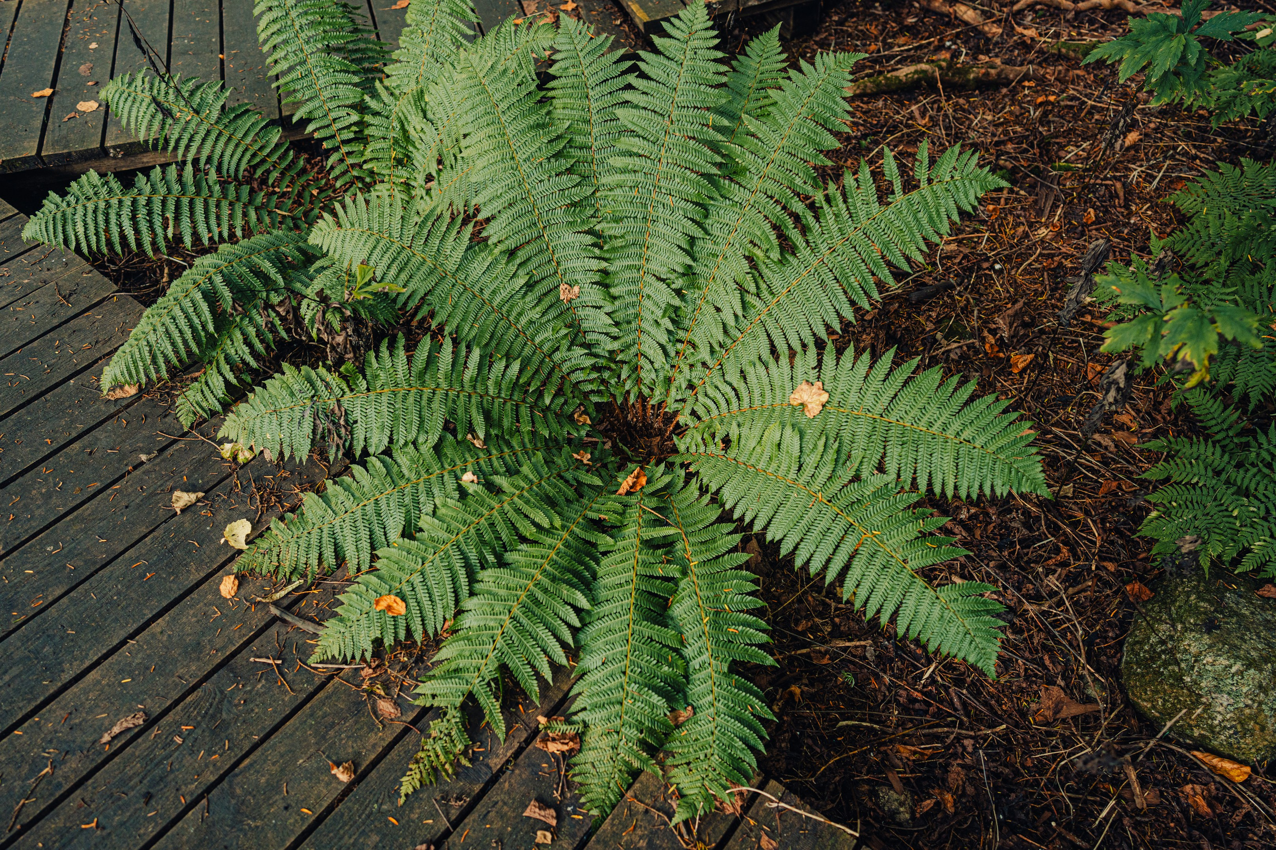 Тисовая роща | Остров Петрова. Иван Зайцев (IZIART) — создание культурного кода через фото и видео