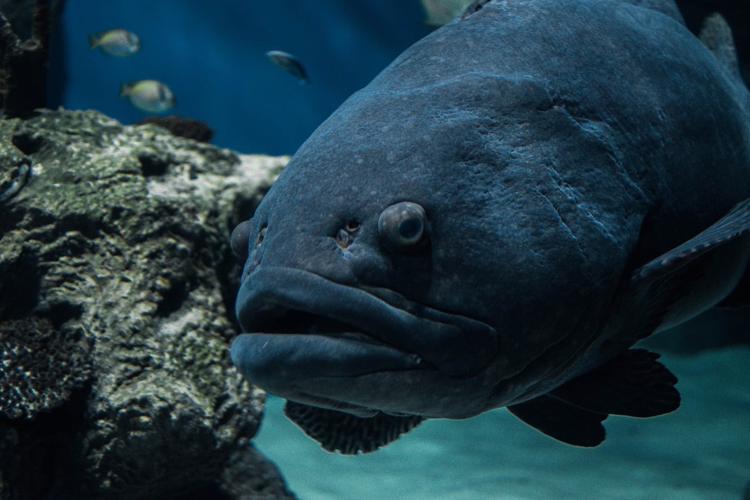 Океанариум. Фотограф Кемерово Андрей Зайцев