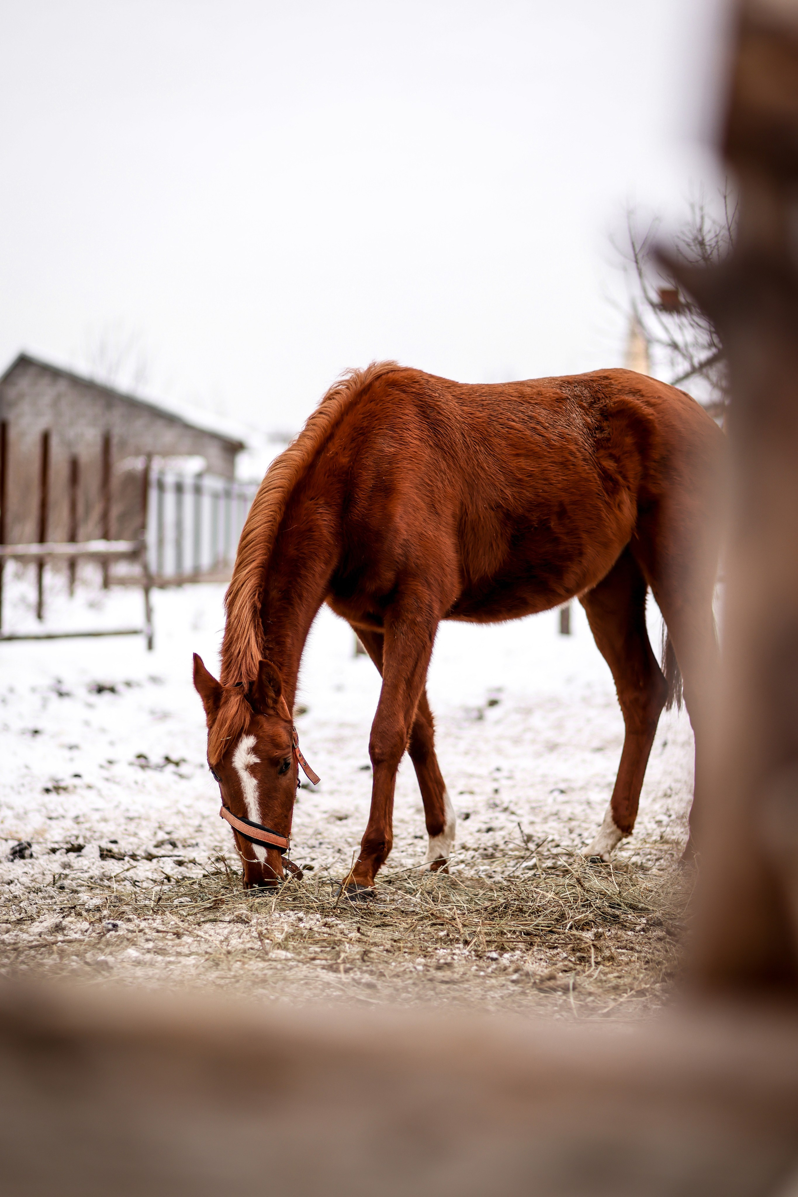 Съёмки с животными. Фотограф в Самаре