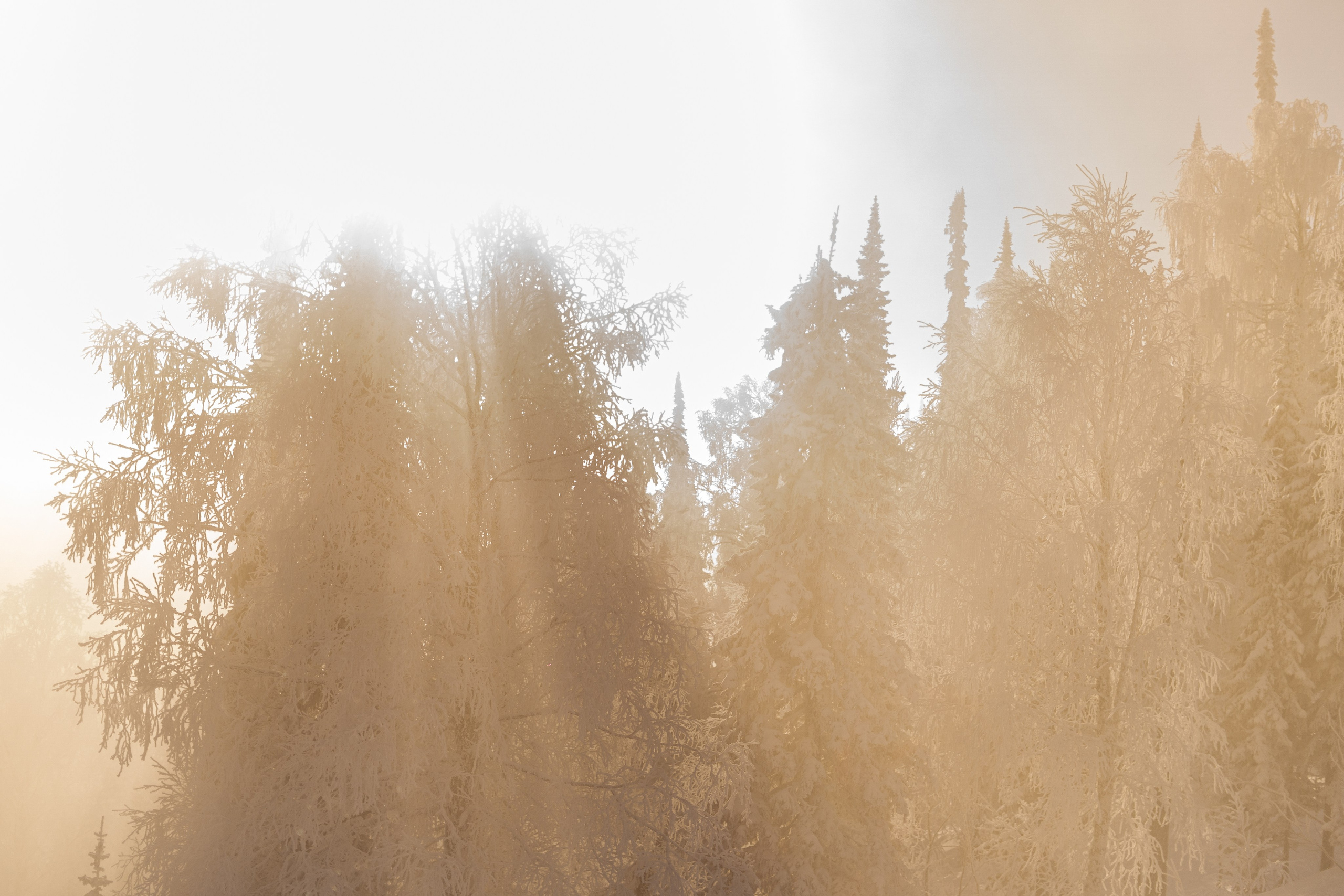 Джой 6.12. Анастасия Паршукова — фотограф Шерегеш Новосибирск