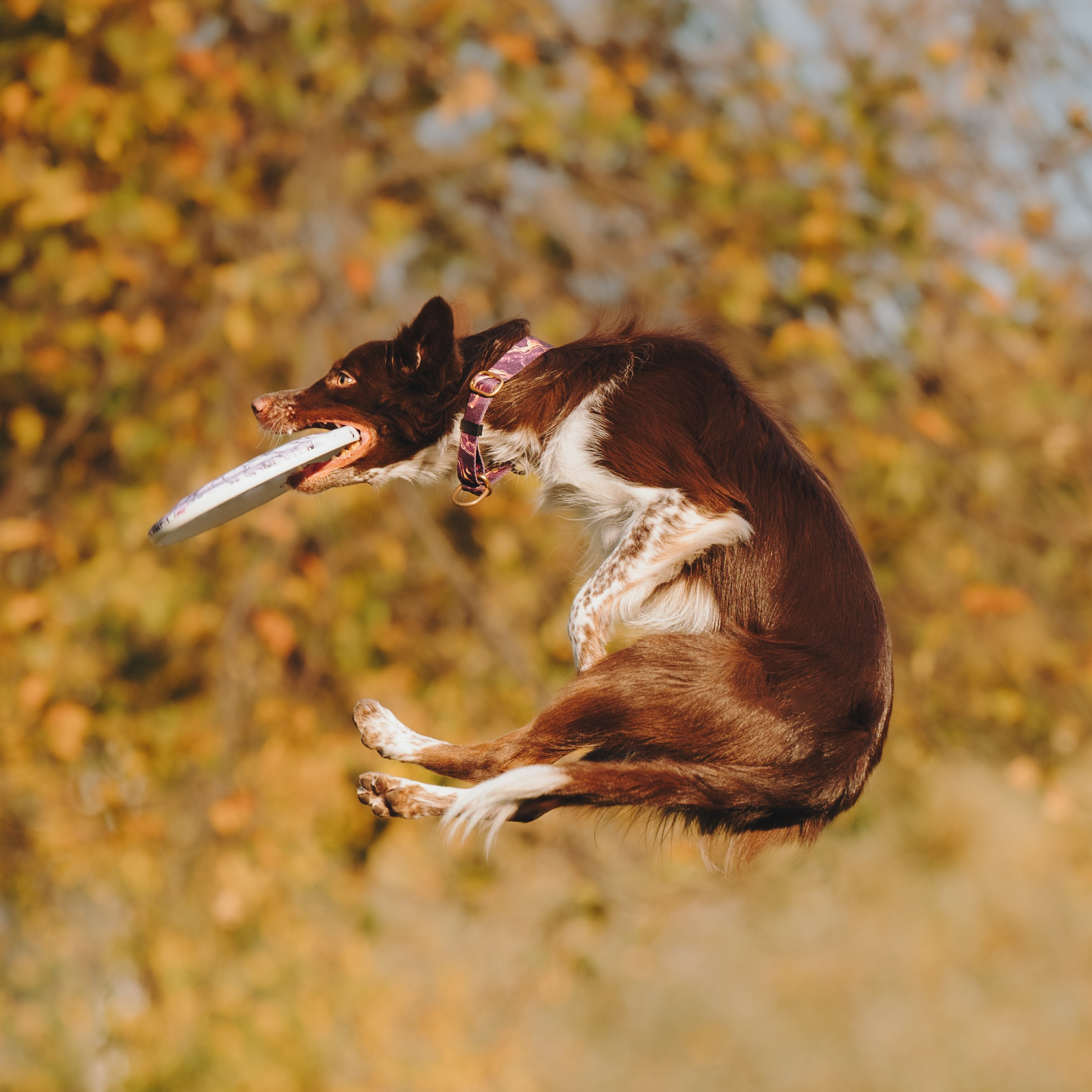 Даша, Мика и Теллур. Семейный фотограф анималист Ананьева Мария — Москва