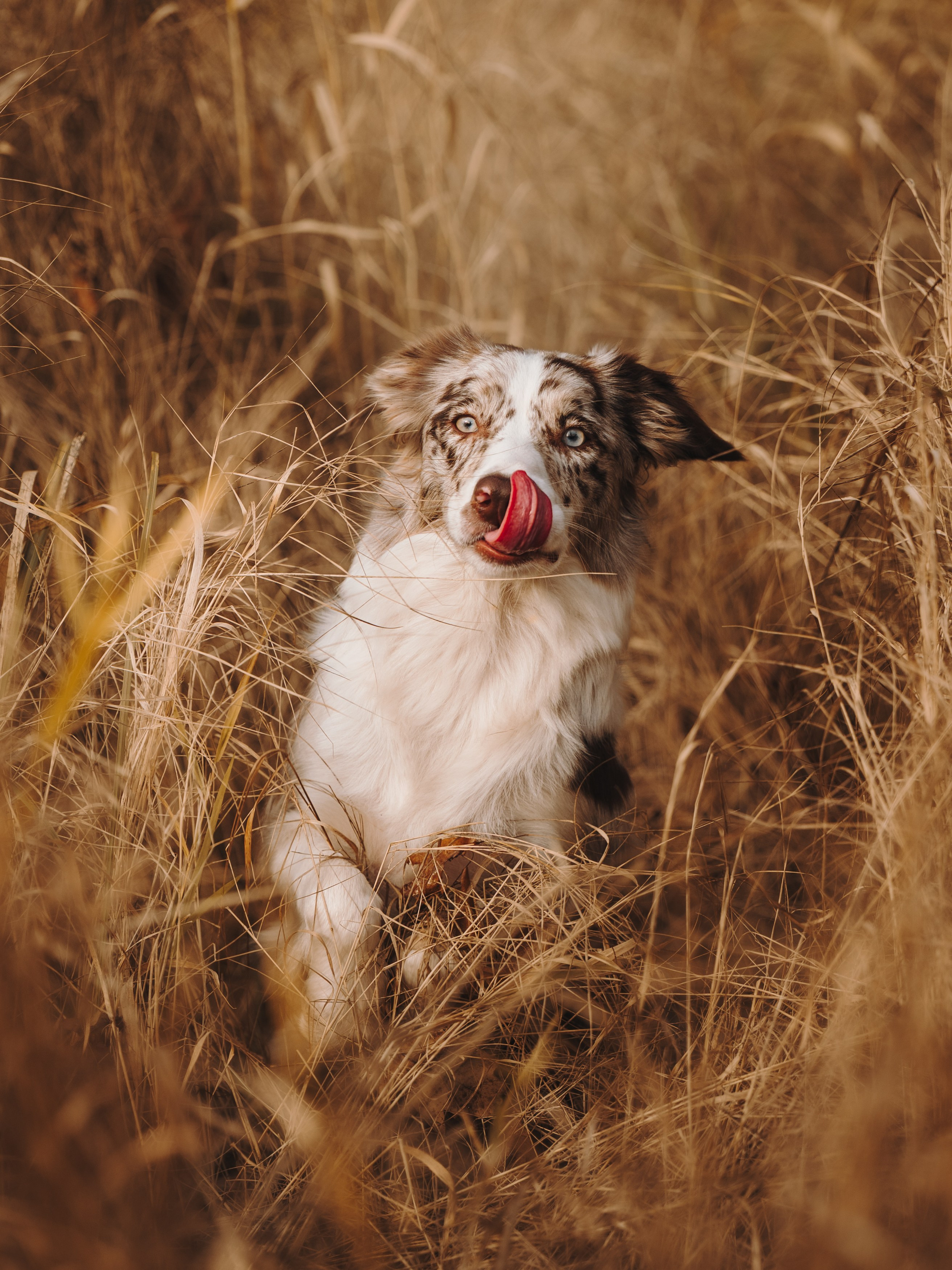 Настя, Максим, Орео и Норд. Семейный фотограф анималист Ананьева Мария — Москва