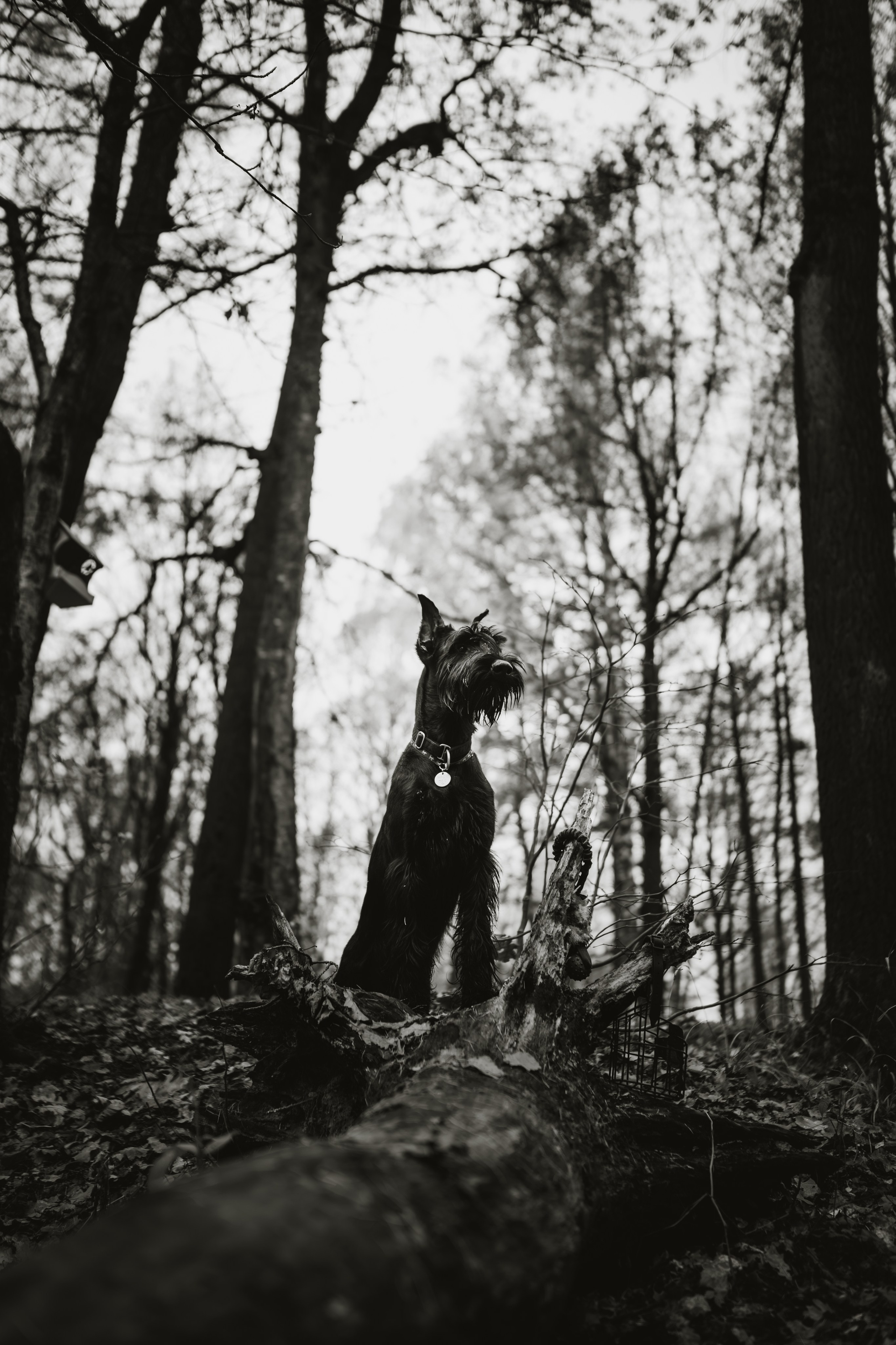 Даша и Умбра. Семейный фотограф анималист Ананьева Мария — Москва